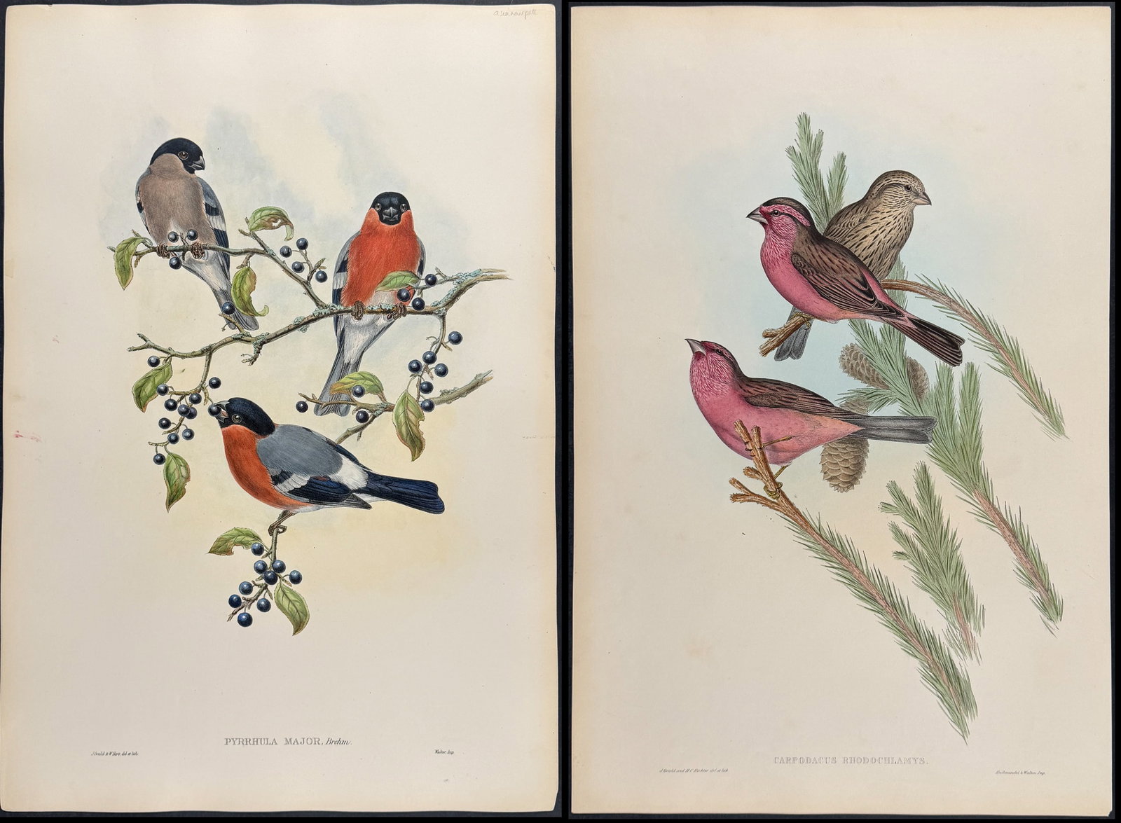 Gould, Asia - 3 Bird Lithographs: Included in this lot: Red Mantled Grosbeak [Carpodacus Rhodochlamys] (This is from the original publication, not a pattern plate, and will include the text) Northern Bullfinch [Pyrrhula Major] White