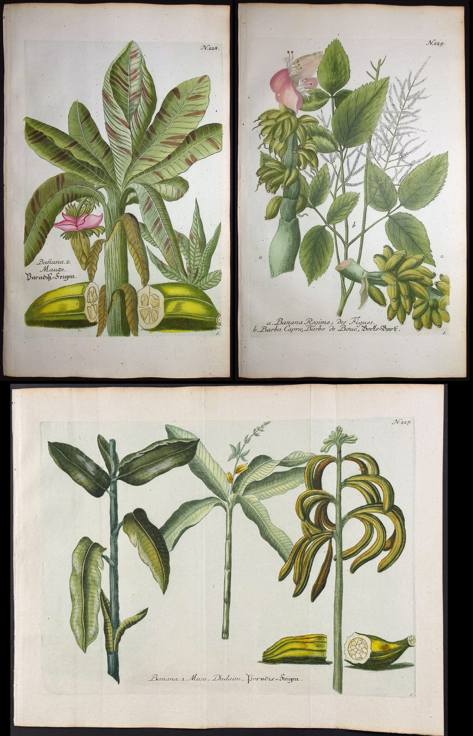 Weinmann - 3 Banana Engravings: This beautiful botanical mezzotint is from Johann Weinmann's Duidelyke Vertoning, Eeniger Duizend in alle vier waerelds deelen wassende Bomen, Stammen, Kruiden, Bloemen, Vrugten, en Uitwassen,