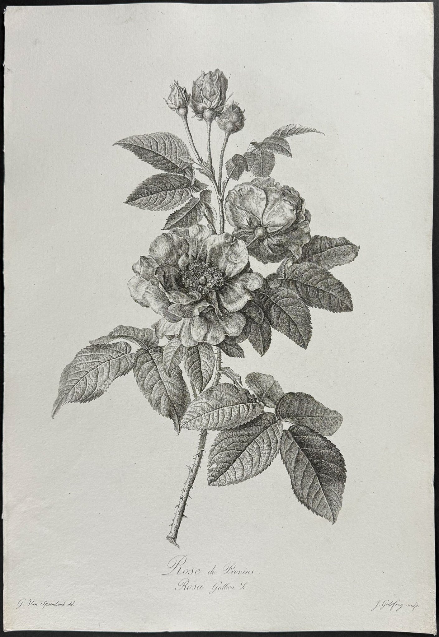 Spaendonck - Rose: This rich, folio botanical stipple engraving is from G?rard van Spaendonck's Fleurs dessin?es d'apr?s nature. The work was published in Paris circa 1800. The engravings were mostly completed by P. F.