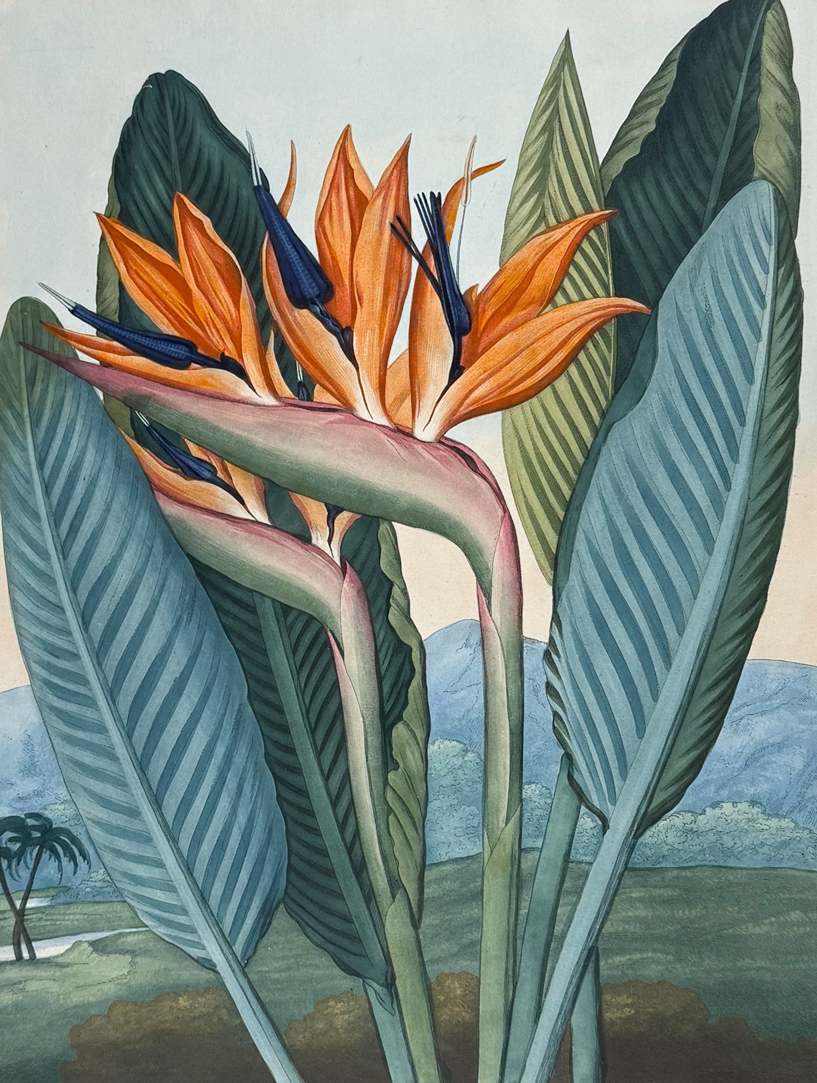 Thornton, Folio - The Queen Flower (Bird of Paradise Flower) (1 of 2)