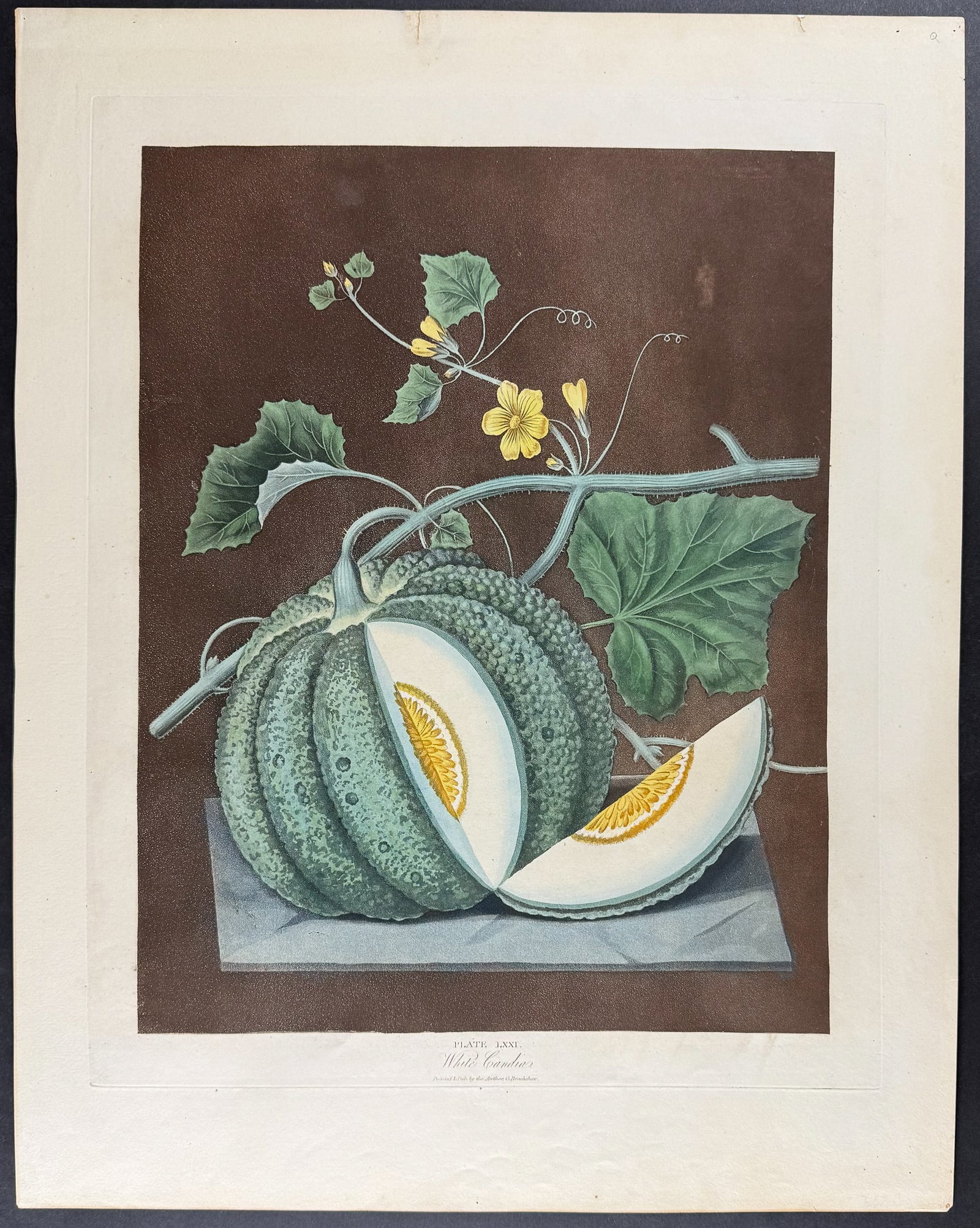 Brookshaw, Folio - Melon. 71 - 2