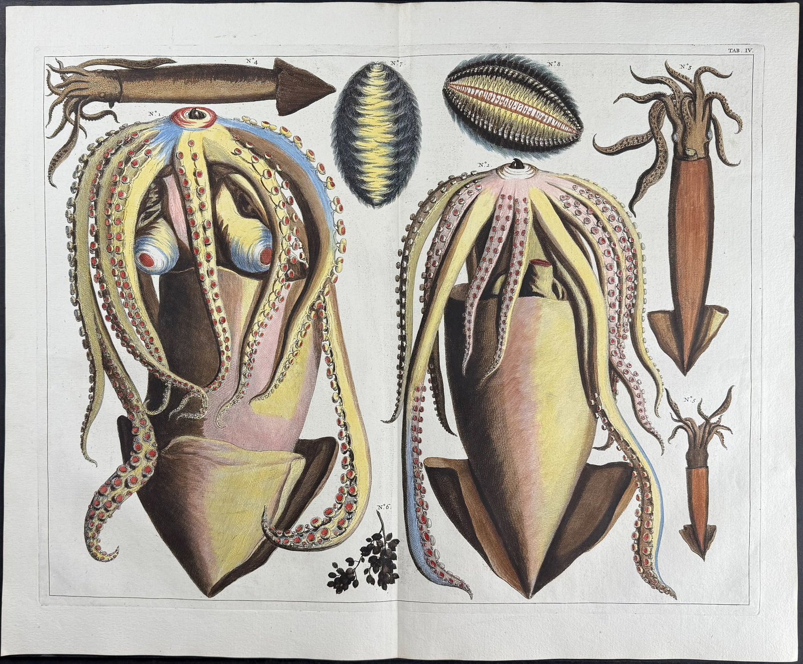 Seba - Squid. 4: This artistically composed, scientific folio engraving is from Albertus Seba?s Locupletissimi rerum naturalium thesauri accurata descriptio, et iconibus artificiosissimis expressio, per universam