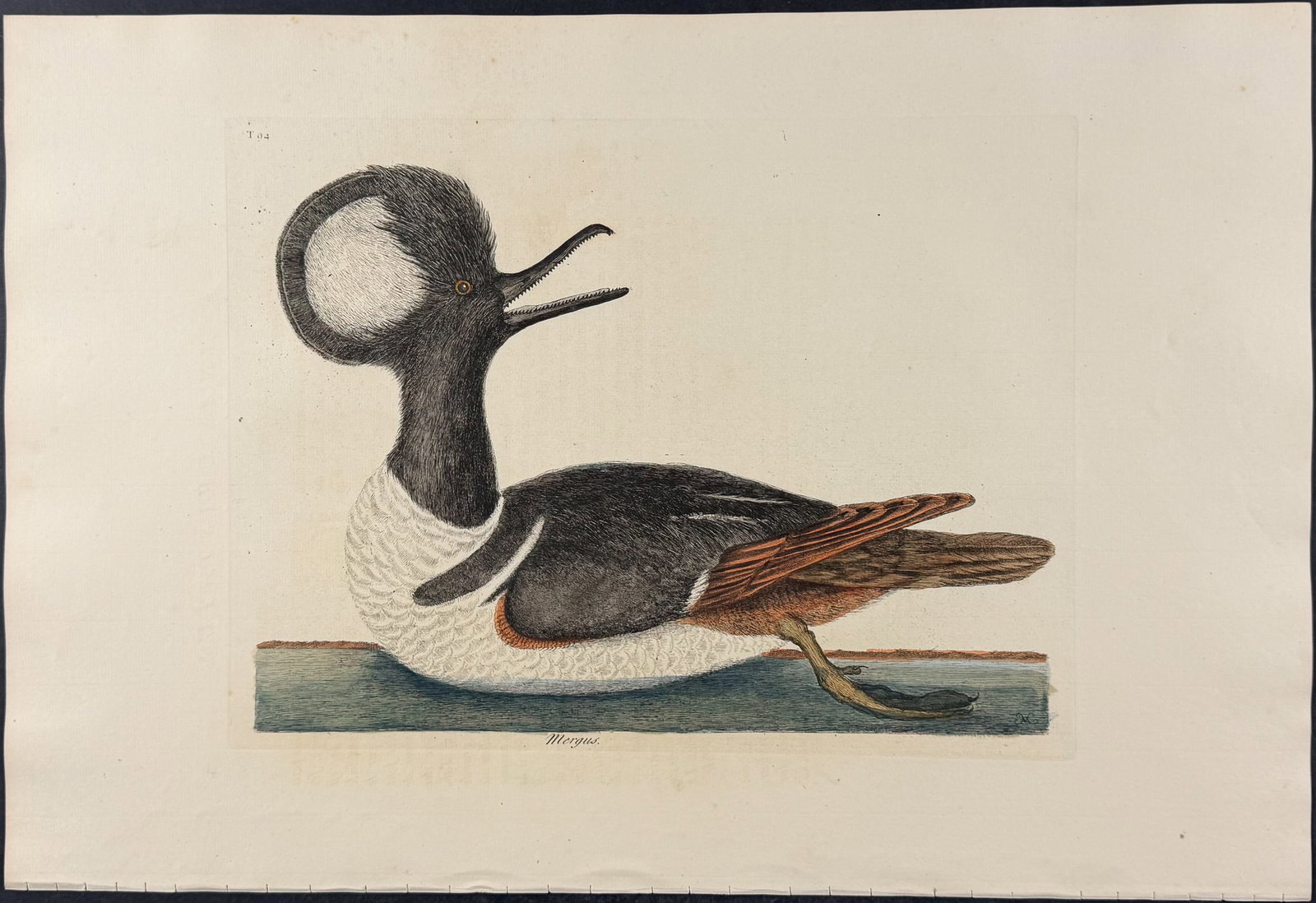 Catesby, Folio - Round Crested Duck. 1-94 (1 of 1)