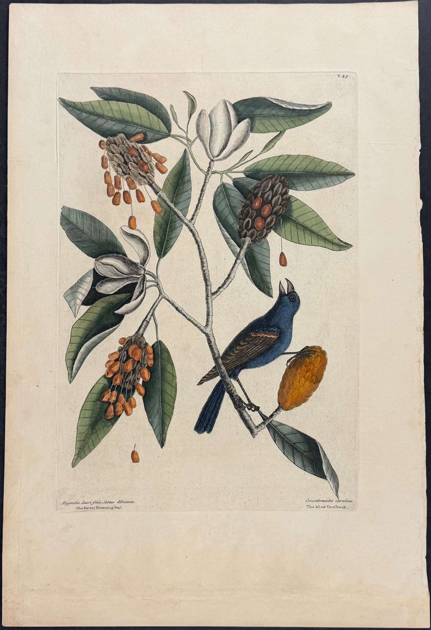 Catesby, Folio - Blue Grosbeak with Sweet Flowering Bay. 1-59 (1 of 1)