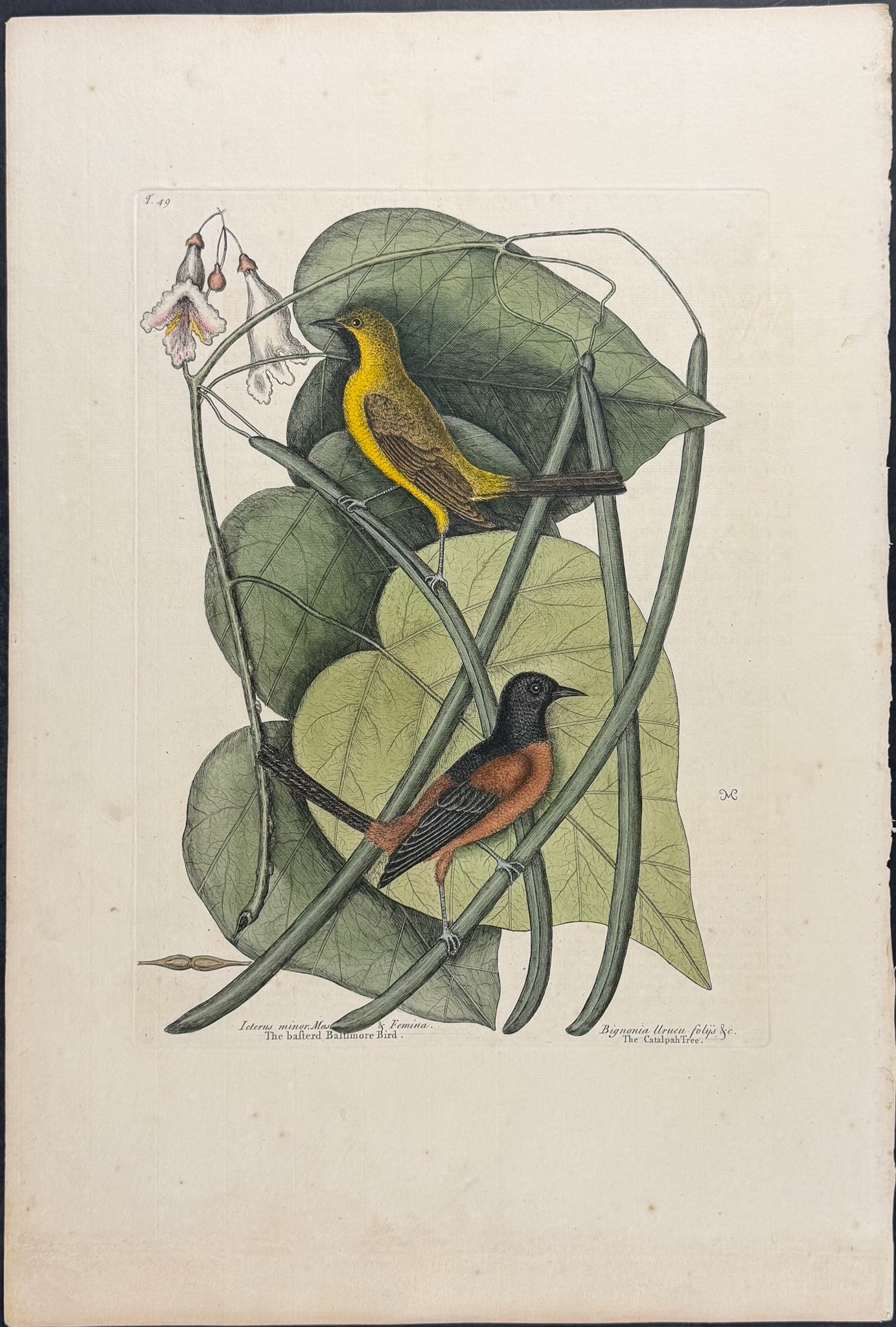 Catesby, Folio - Bastard Baltimore (Oriole) with Catalpa Tree. 1-49 (1 of 1)