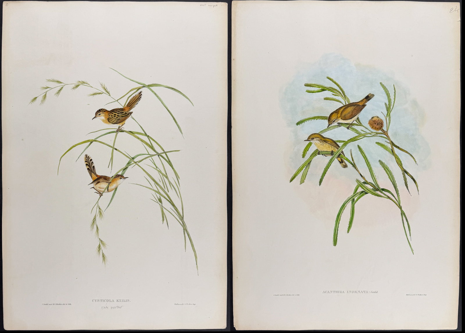 Gould, Australia - 4 Bird Lithographs: Thornbill, Acanthiza, Warbler (1 of 5)