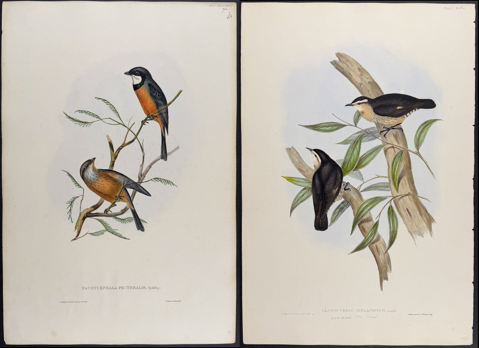 Gould, Australia - 4 Bird Lithographs: Creeper, Whistler, Cuckoo, Chthonicola (1 of 5)