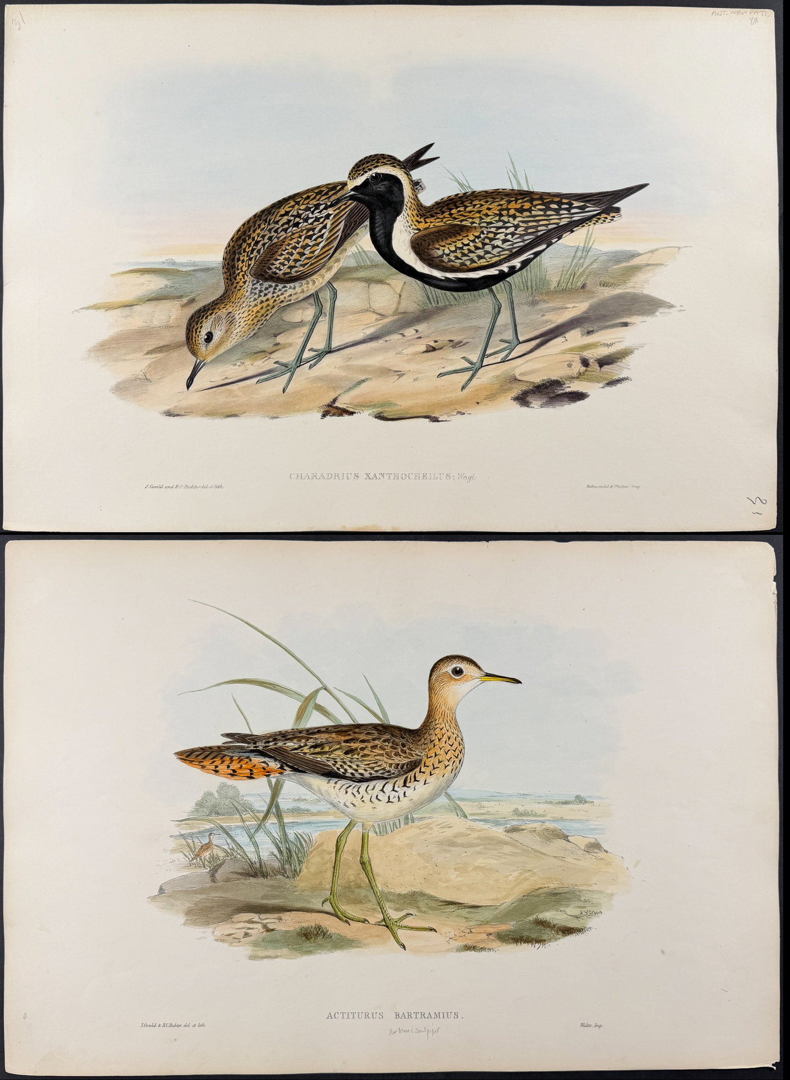 Gould, Australia - 4 Bird Lithographs: Plover, Sandpiper, Gallinule: Included in this lot: Australian Golden Plover [Charadrius Xanthocheilus] Bartram's Sandpiper [Actiturus Bartramius] Grey-rumped Sandpiper or Grey-tailed Tattler [Totanus Griseopygius] Spotless Gallin