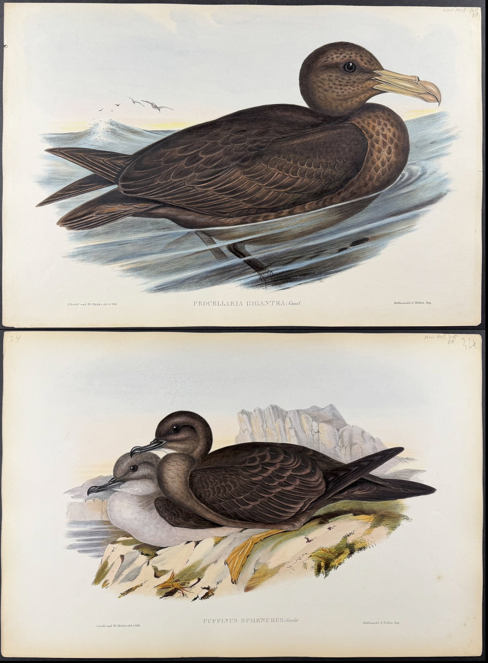 Gould, Australia - 3 Bird Lithographs: Petrel & Shearwater (1 of 4)