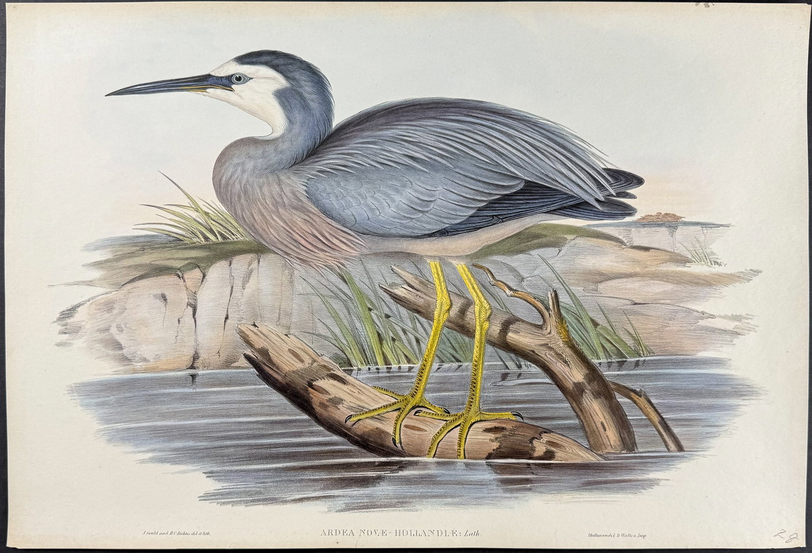 Gould, Australia - Pacific Heron [Ardea Novae-Hollandiae]: This hand-colored folio lithograph is from the esteemed John Gould?s Birds of Australia. The work was published in London by Richard and John E. Taylor for the author between 1840 and 1869. Over 300 n