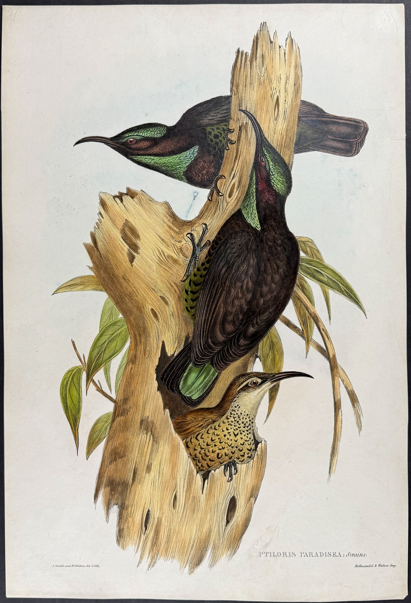 Gould, Australia - Paradise Riflebird [Ptiloris Paradisea]: This hand-colored folio lithograph is from the esteemed John Gould?s Birds of Australia. The work was published in London by Richard and John E. Taylor for the author between 1840 and 1869. Over 300 n