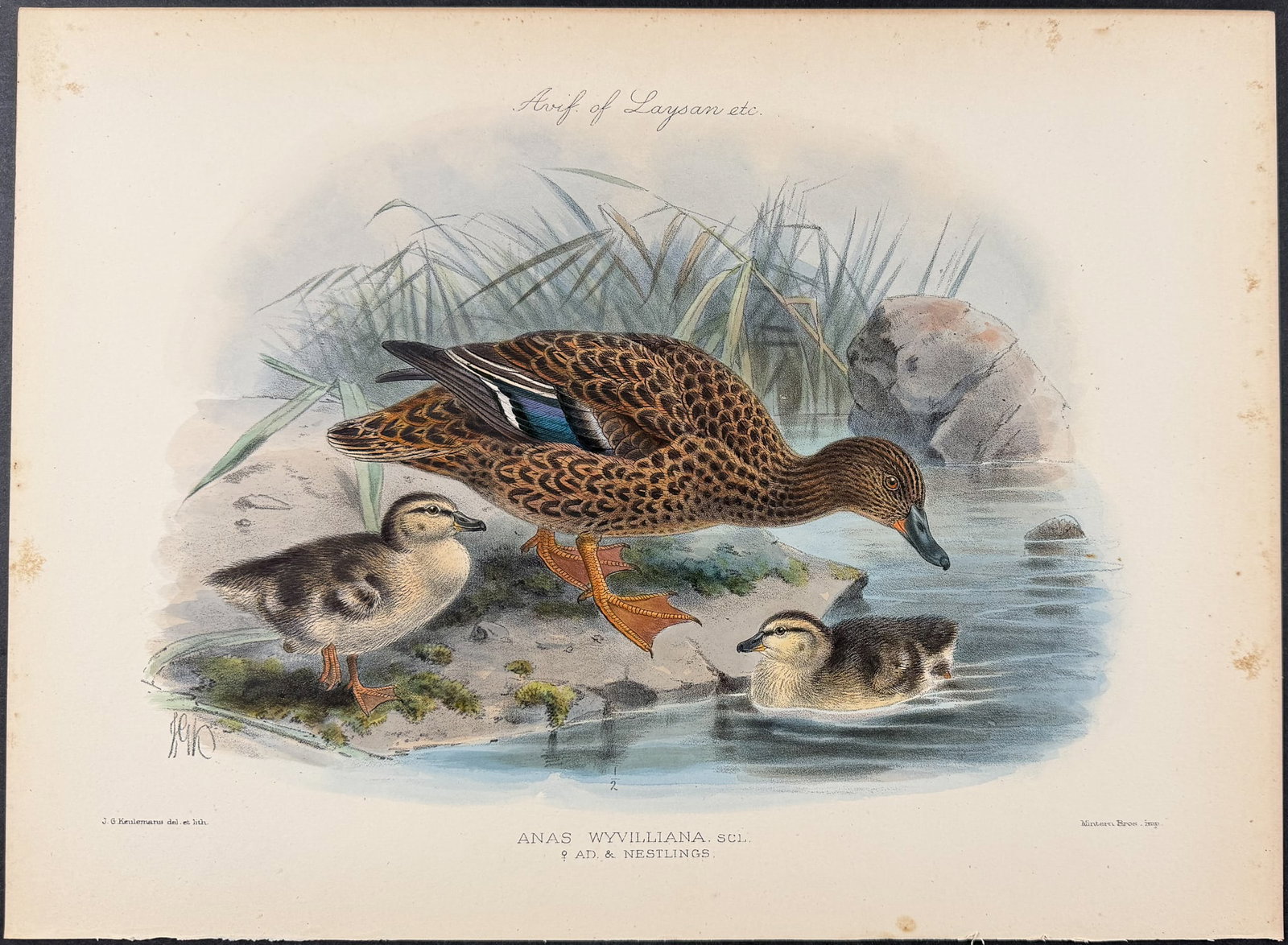 Rothschild, Hawaii - Hawaiian Duck [Anas Wyvilliana]: This hand-colored lithograph is from Lionel Walter Rothschild's The Avifauna of Laysan and the Neighbouring Islands: with a Complete History to Date of the Birds of the Hawaiian Possessions. The work 