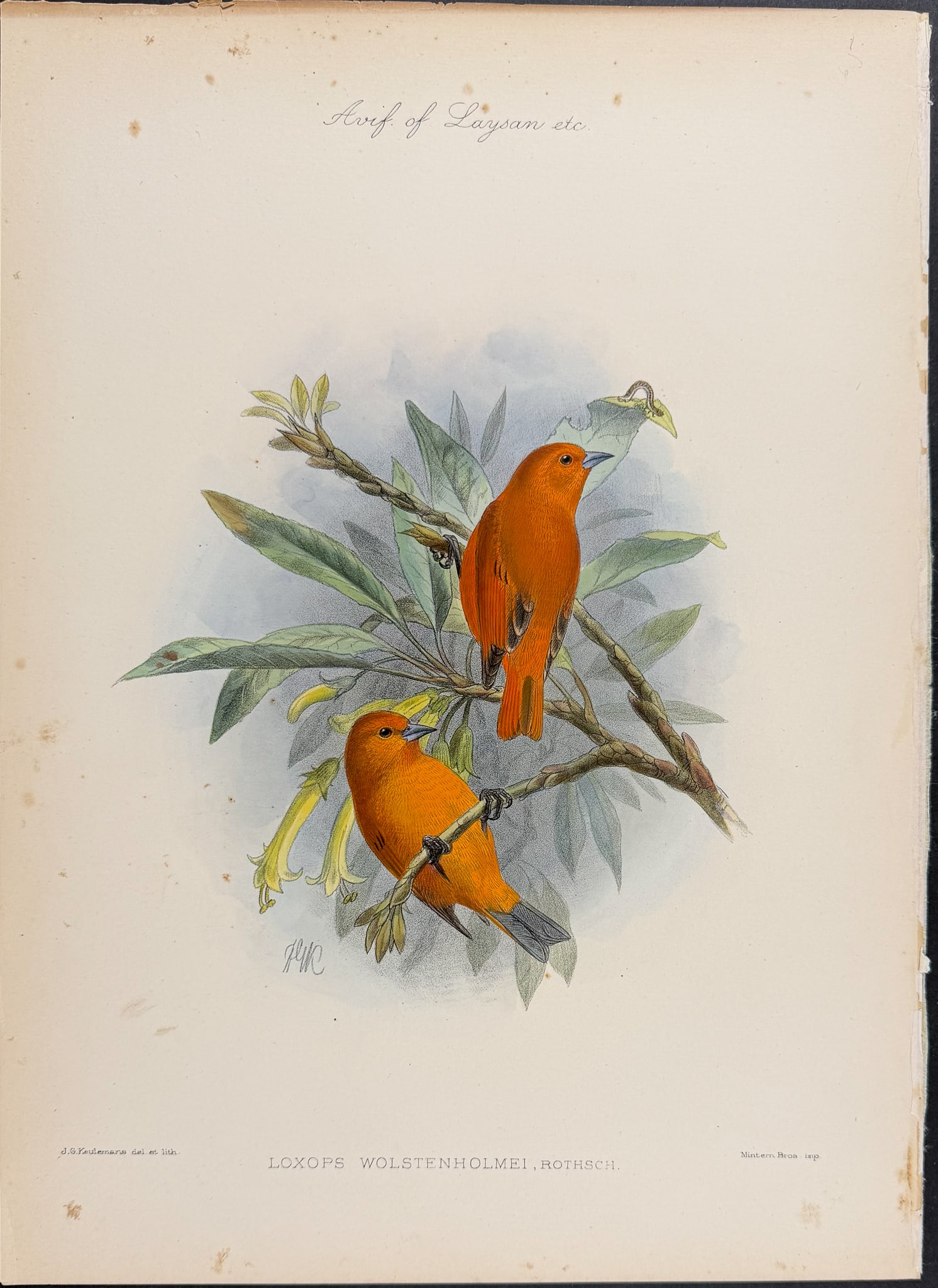 Rothschild, Hawaii - O?ahu ?akepa [Loxops Wolstenholmei]: This hand-colored lithograph is from Lionel Walter Rothschild's The Avifauna of Laysan and the Neighbouring Islands: with a Complete History to Date of the Birds of the Hawaiian Possessions. The work 