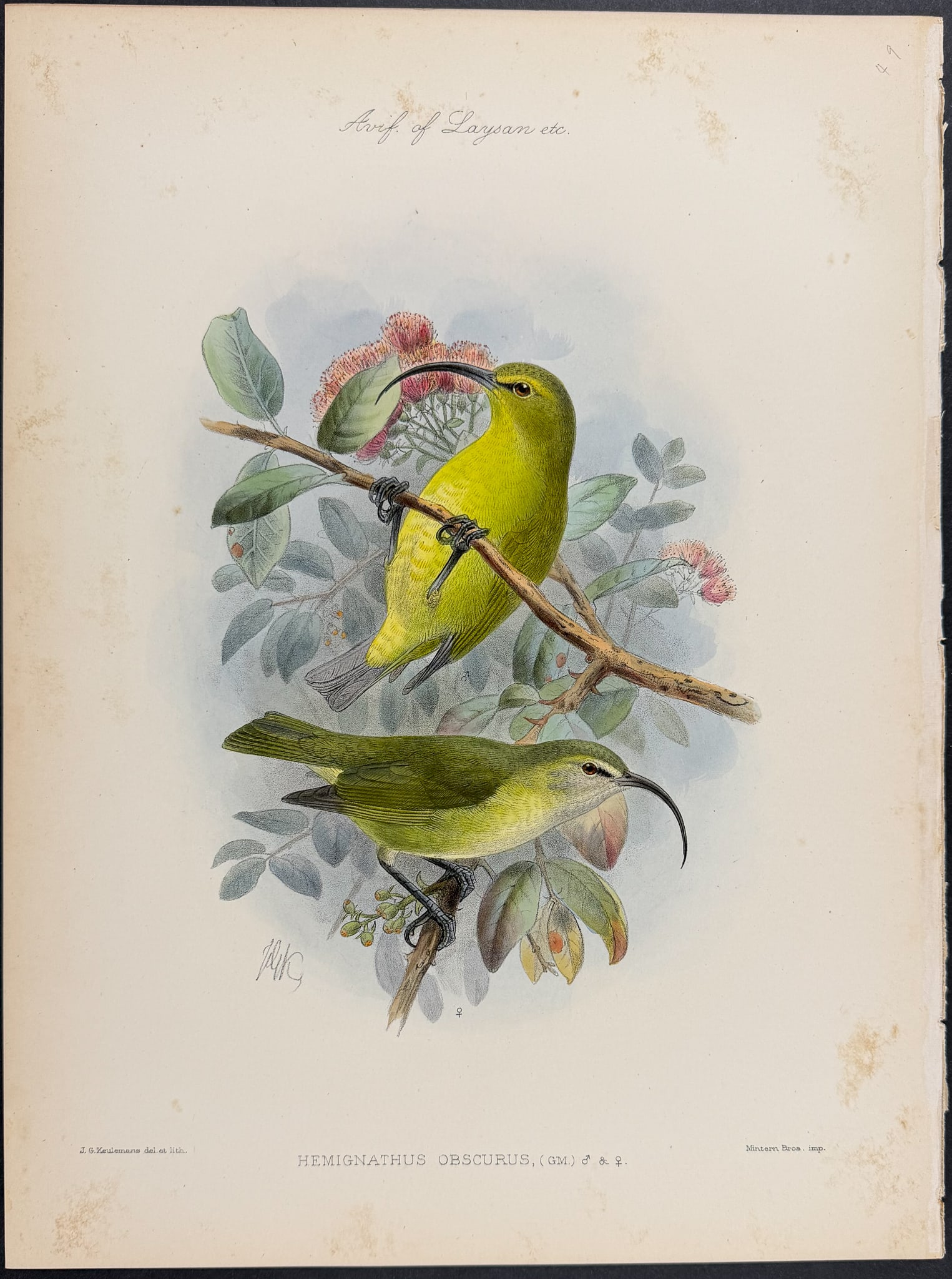 Rothschild, Hawaii - Lesser ?akialoa [Hemignathus Obscurus]: This hand-colored lithograph is from Lionel Walter Rothschild's The Avifauna of Laysan and the Neighbouring Islands: with a Complete History to Date of the Birds of the Hawaiian Possessions. The work 