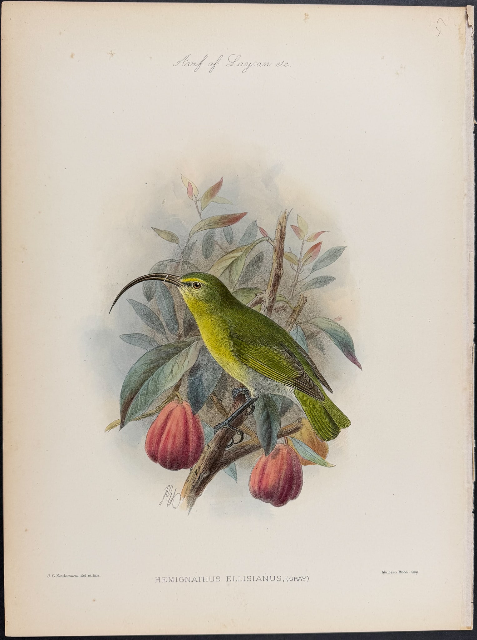 Rothschild, Hawaii - O?ahu ?akialoa [Hemignathus Ellisianus]: This hand-colored lithograph is from Lionel Walter Rothschild's The Avifauna of Laysan and the Neighbouring Islands: with a Complete History to Date of the Birds of the Hawaiian Possessions. The work 