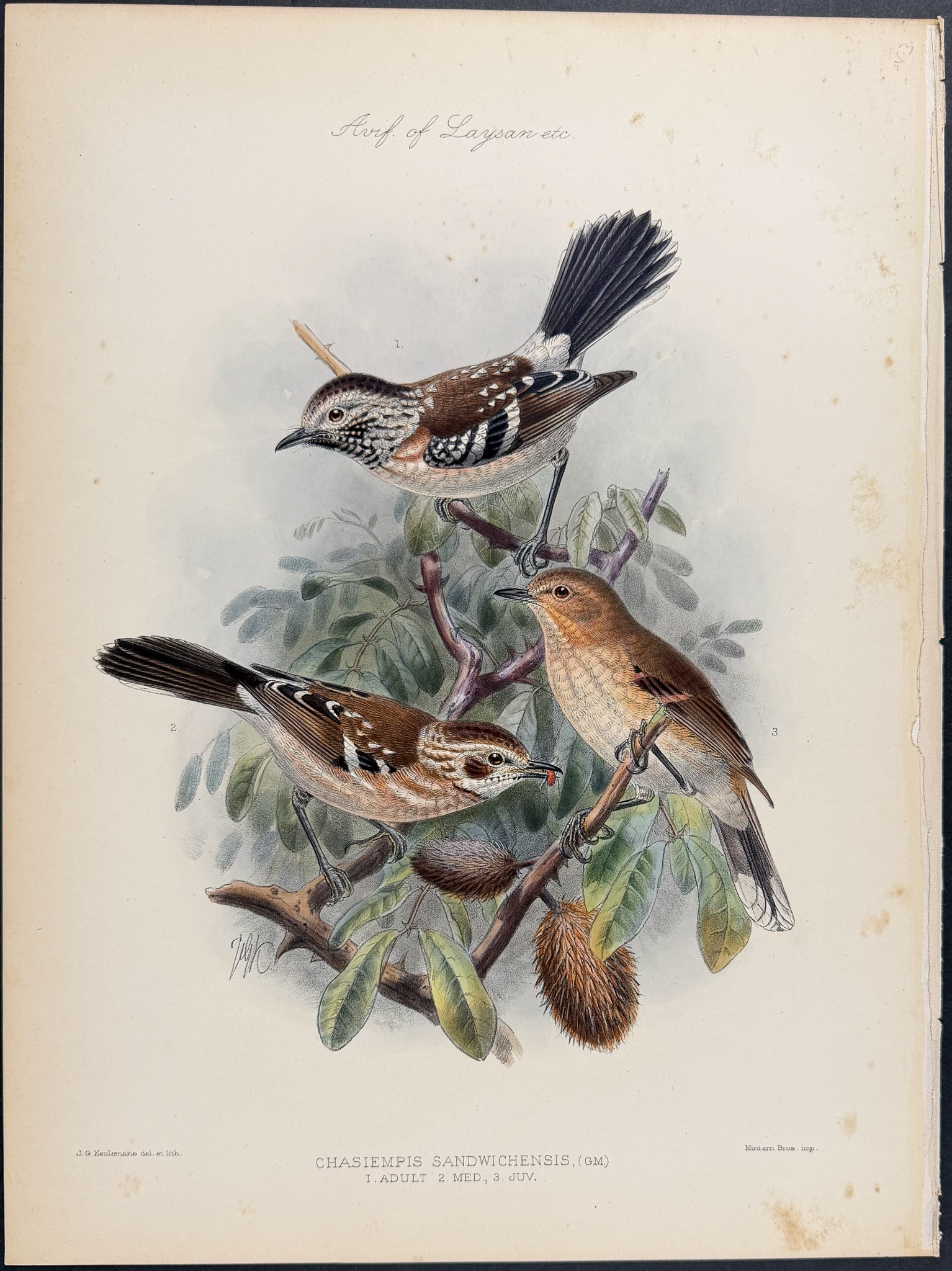 Rothschild, Hawaii - Hawai?i ?elepaio [Chasiempis Sandwichensis]: This hand-colored lithograph is from Lionel Walter Rothschild's The Avifauna of Laysan and the Neighbouring Islands: with a Complete History to Date of the Birds of the Hawaiian Possessions. The work 