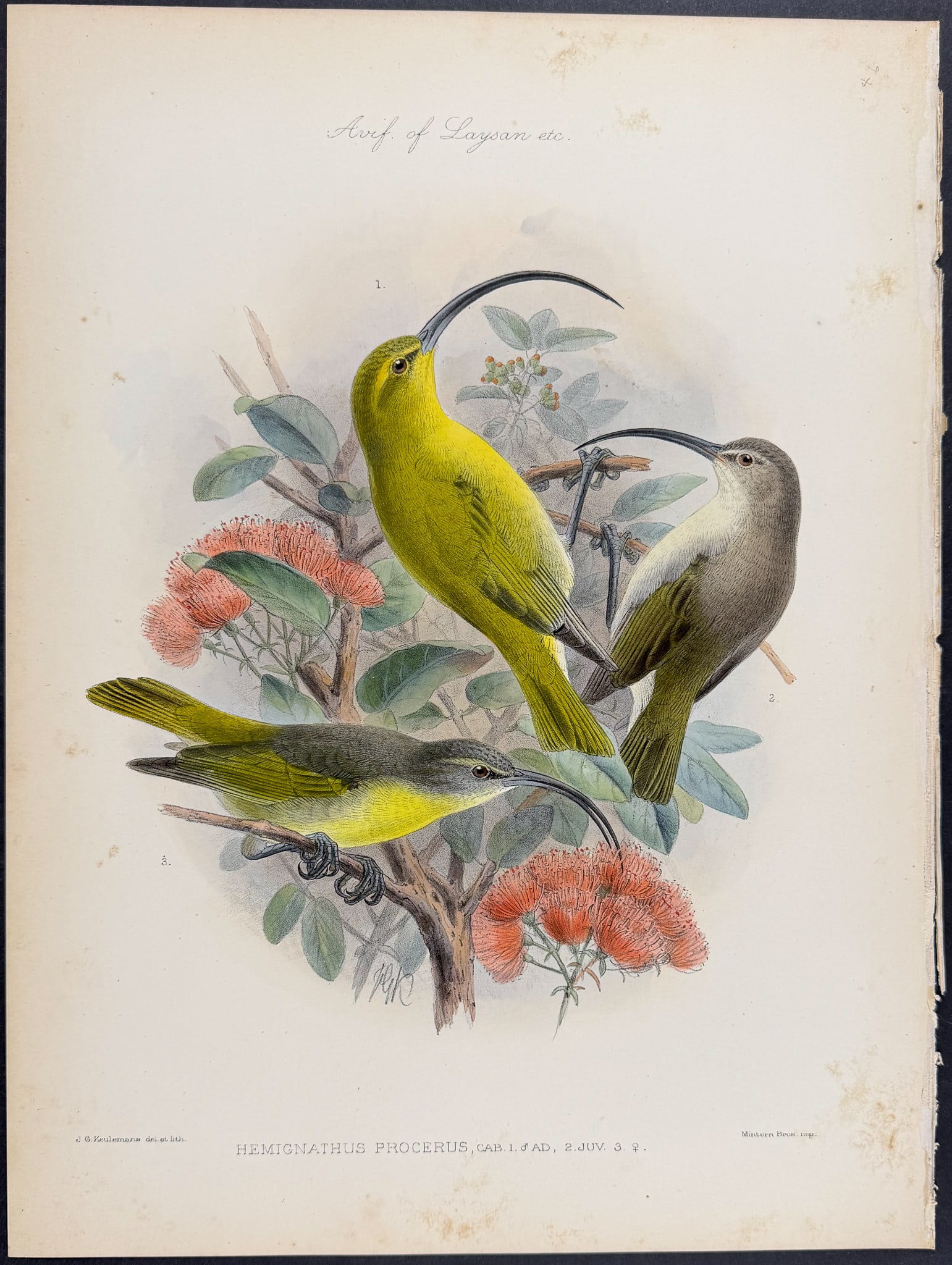 Rothschild, Hawaii - Kaua?i ?akialoa [Hemignathus Procerus]: This hand-colored lithograph is from Lionel Walter Rothschild's The Avifauna of Laysan and the Neighbouring Islands: with a Complete History to Date of the Birds of the Hawaiian Possessions. The work 