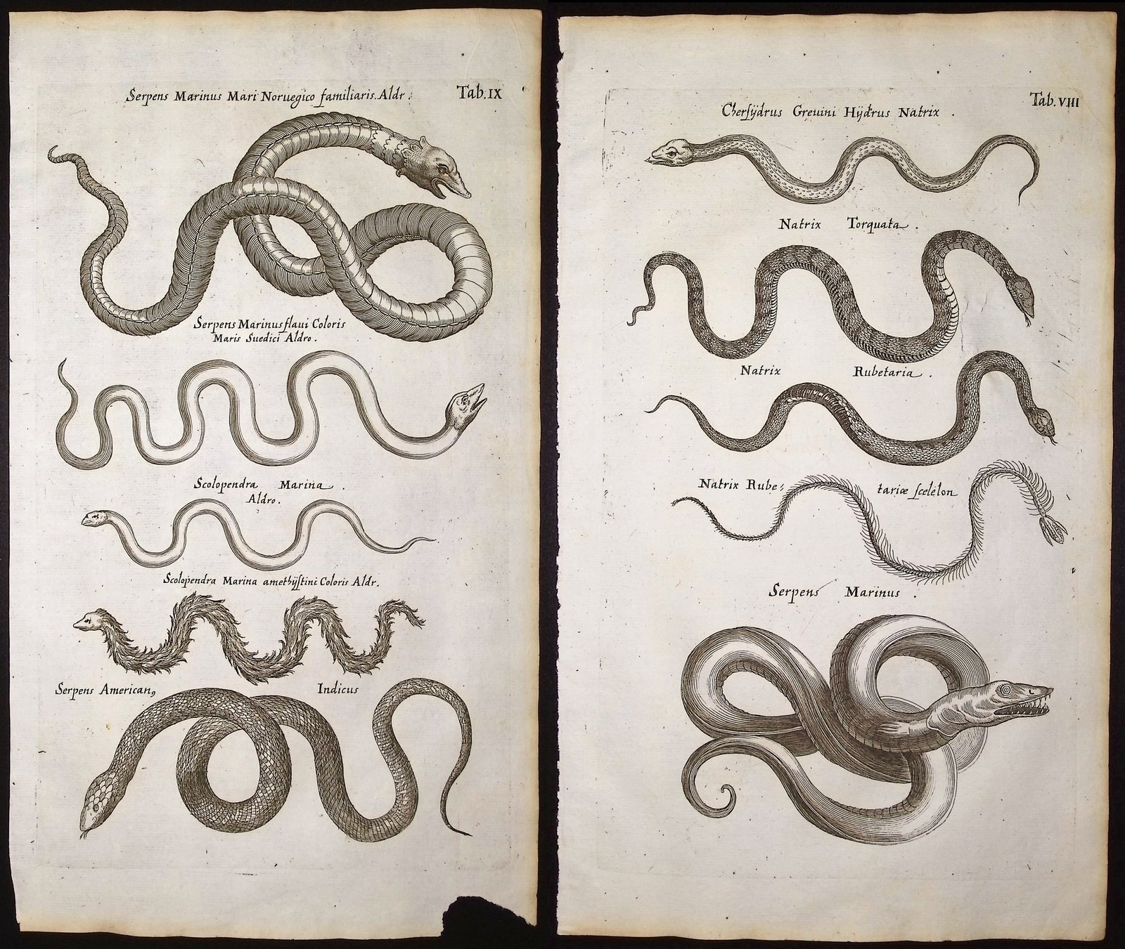 Merian & Jonston - 5 Snake or Serpent Engravings (1 of 6)