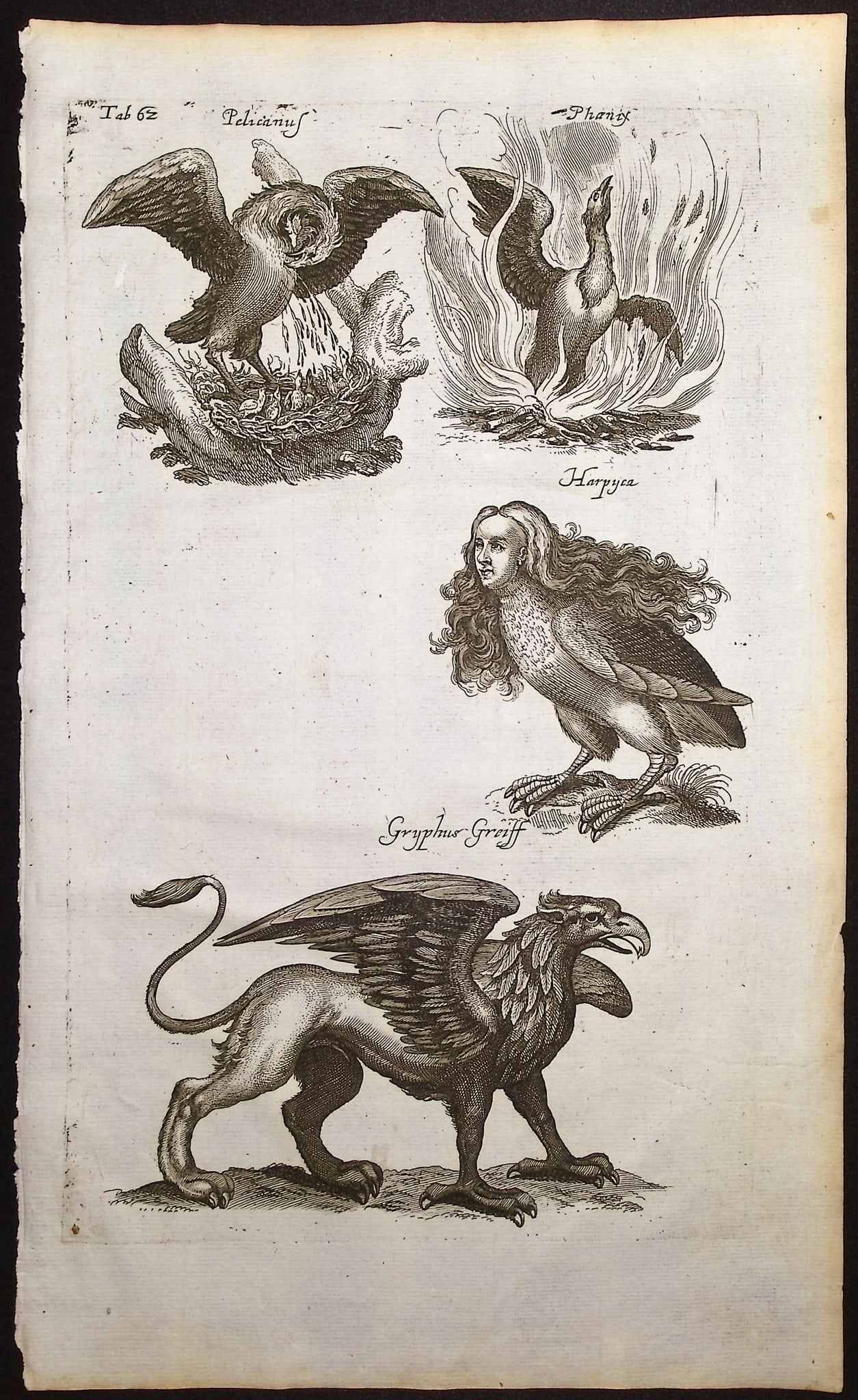 Merian & Jonston - Mythical Creatures (Pheonix, Harpy, Griffin): This exceptional copper engraving is from Merian & Jonston's Historia Naturalis. The work was published in Amsterdam in 1660 by J. J. Schipper. Matthias Merian completed the copper plate engravings af