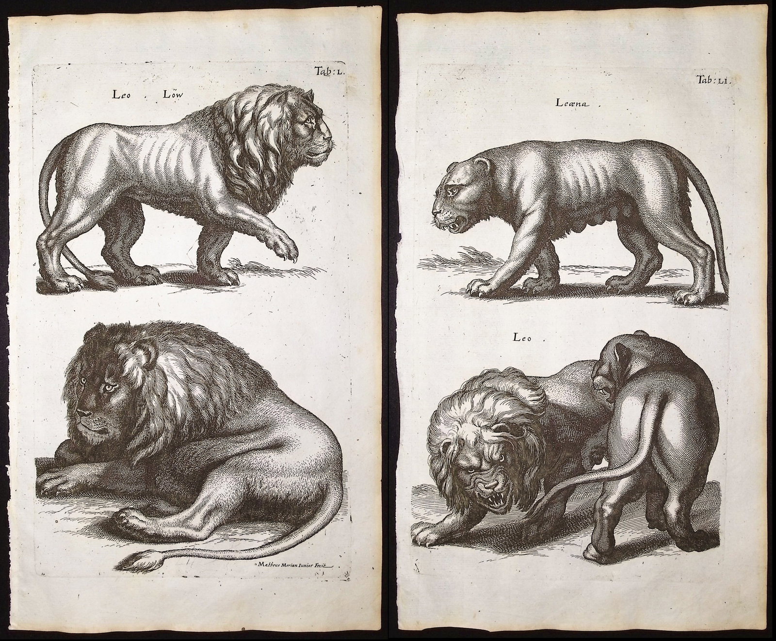 Merian & Jonston - Pair of Lion Engravings: This exceptional copper engraving is from Merian & Jonston's Historia Naturalis. The work was published in Amsterdam in 1660 by J. J. Schipper. Matthias Merian completed the copper plate engravings af
