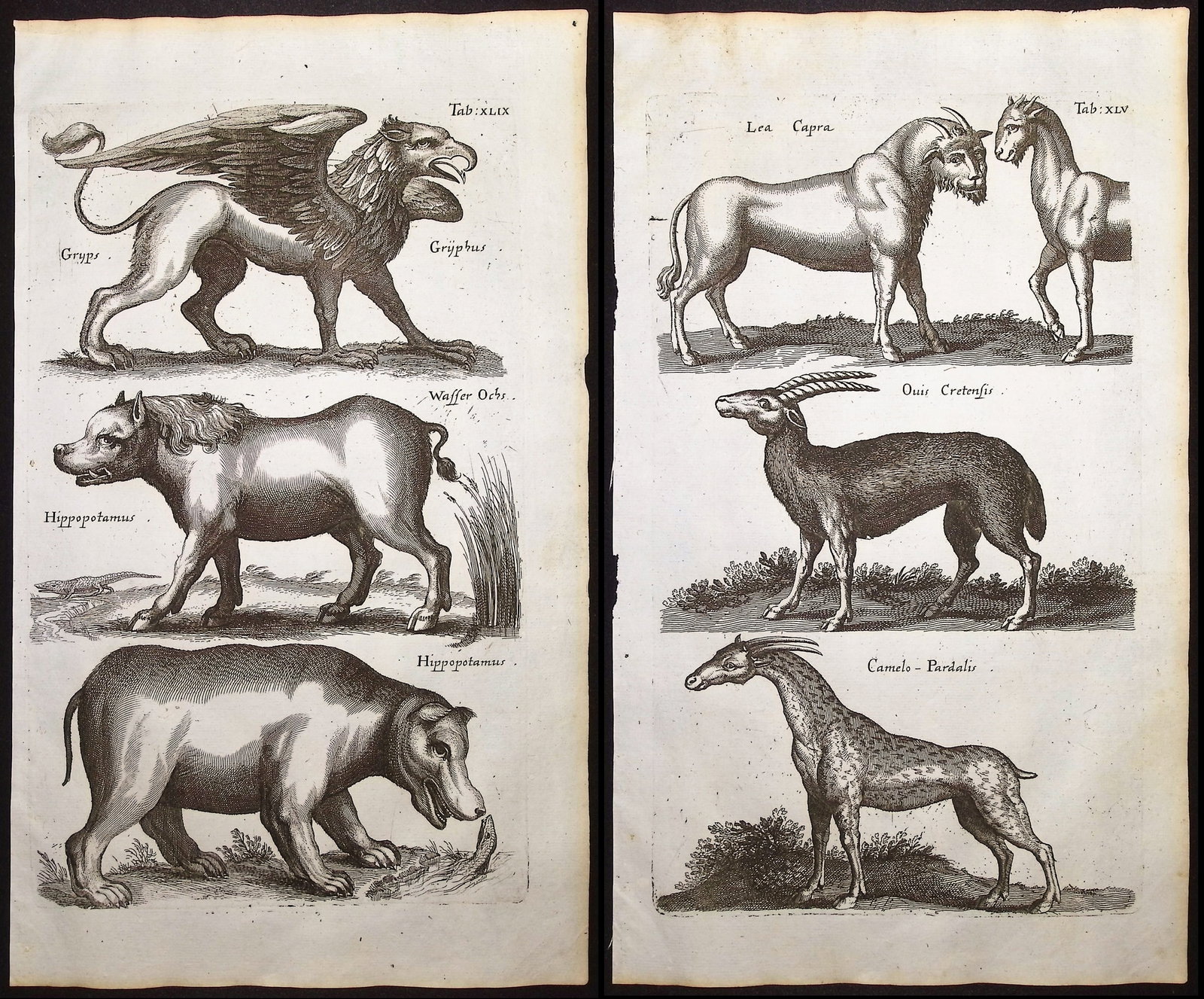 Merian & Jonston - Pair of Engravings: Griffin, Hippopotamus, Giraffe: This exceptional copper engraving is from Merian & Jonston's Historia Naturalis. The work was published in Amsterdam in 1660 by J. J. Schipper. Matthias Merian completed the copper plate engravings af