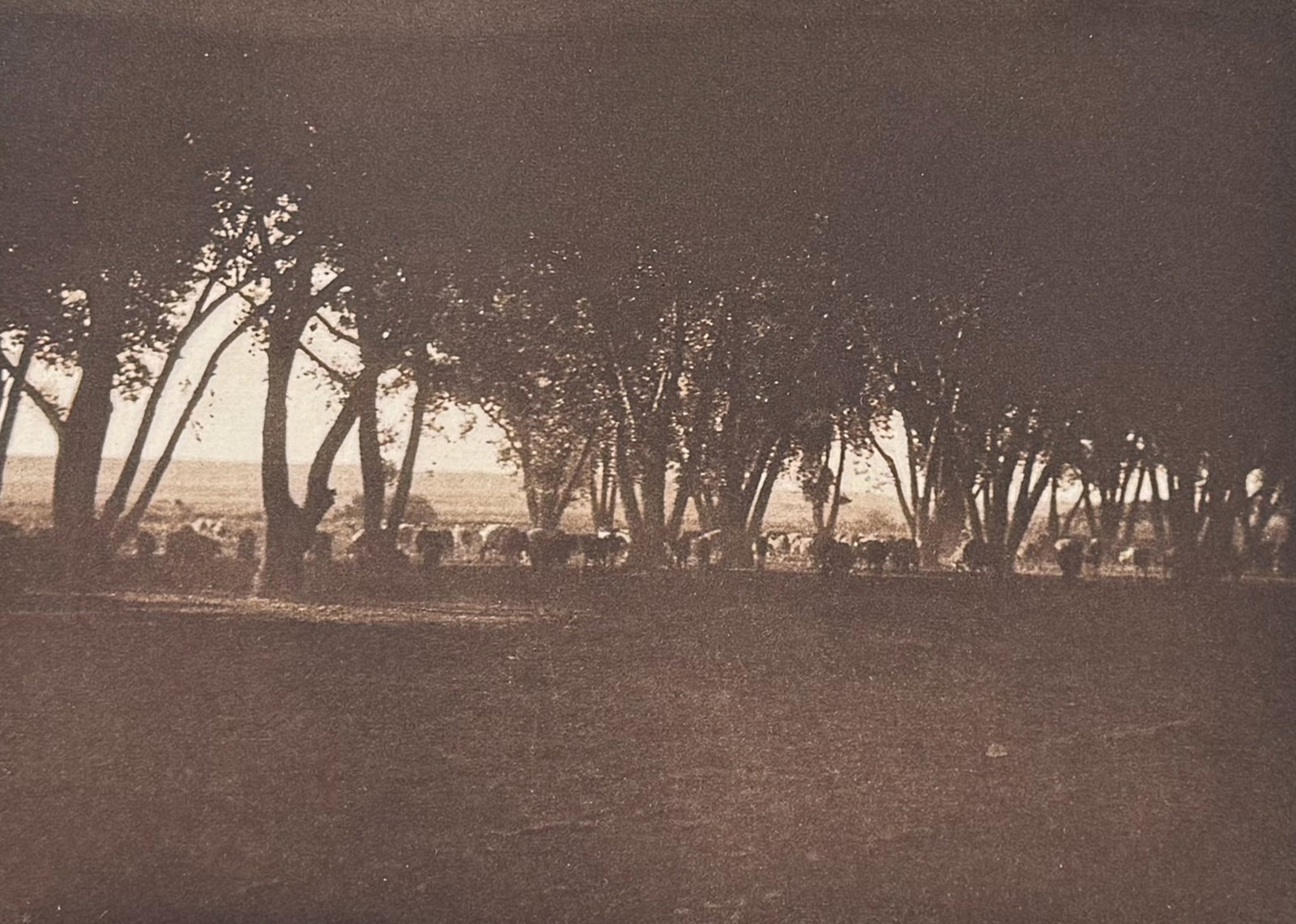 Edward Curtis - Under the Cottonwoods - Navaho (1 of 2)