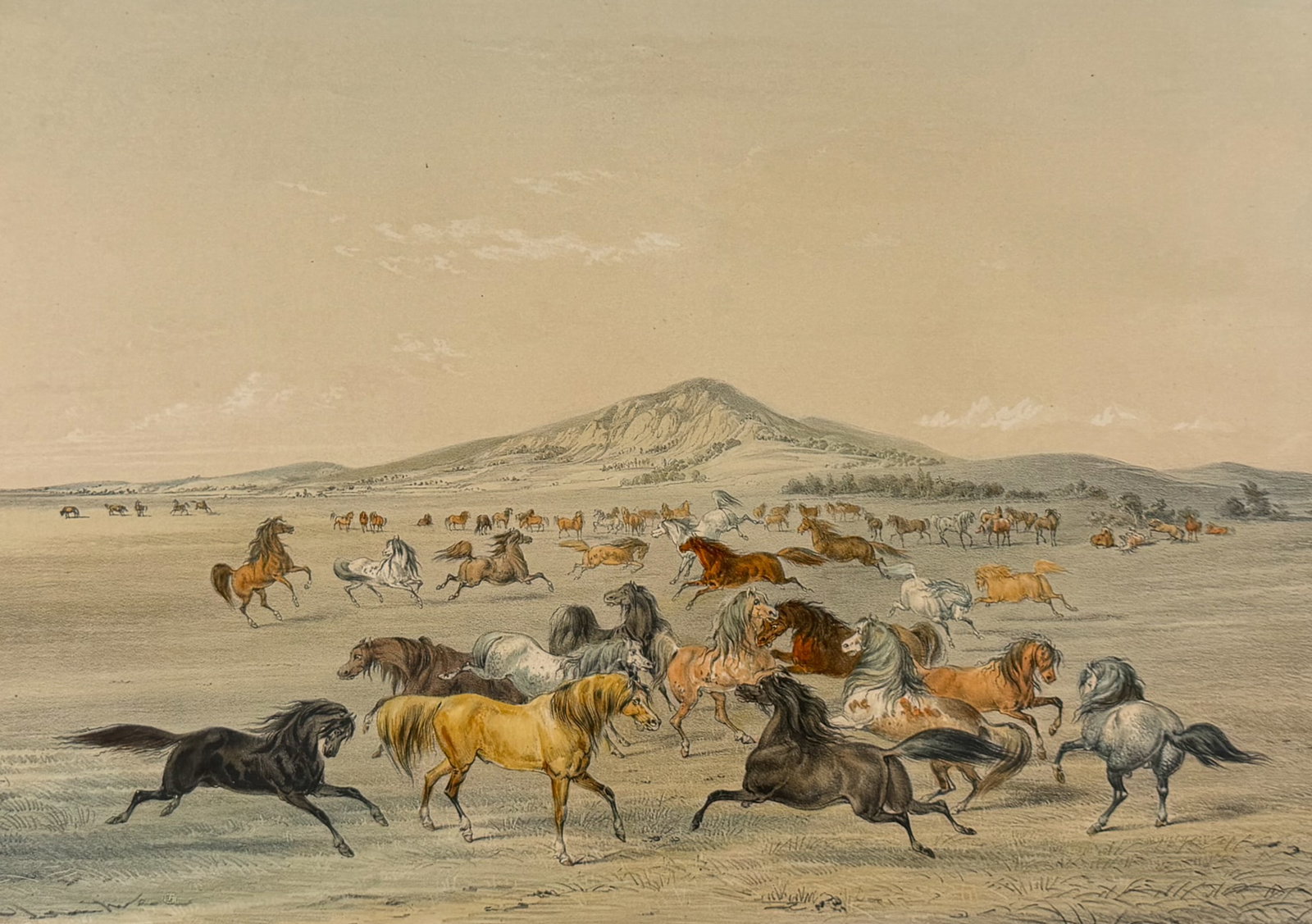 Catlin, Folio - Wild Horses, at Play (1 of 2)