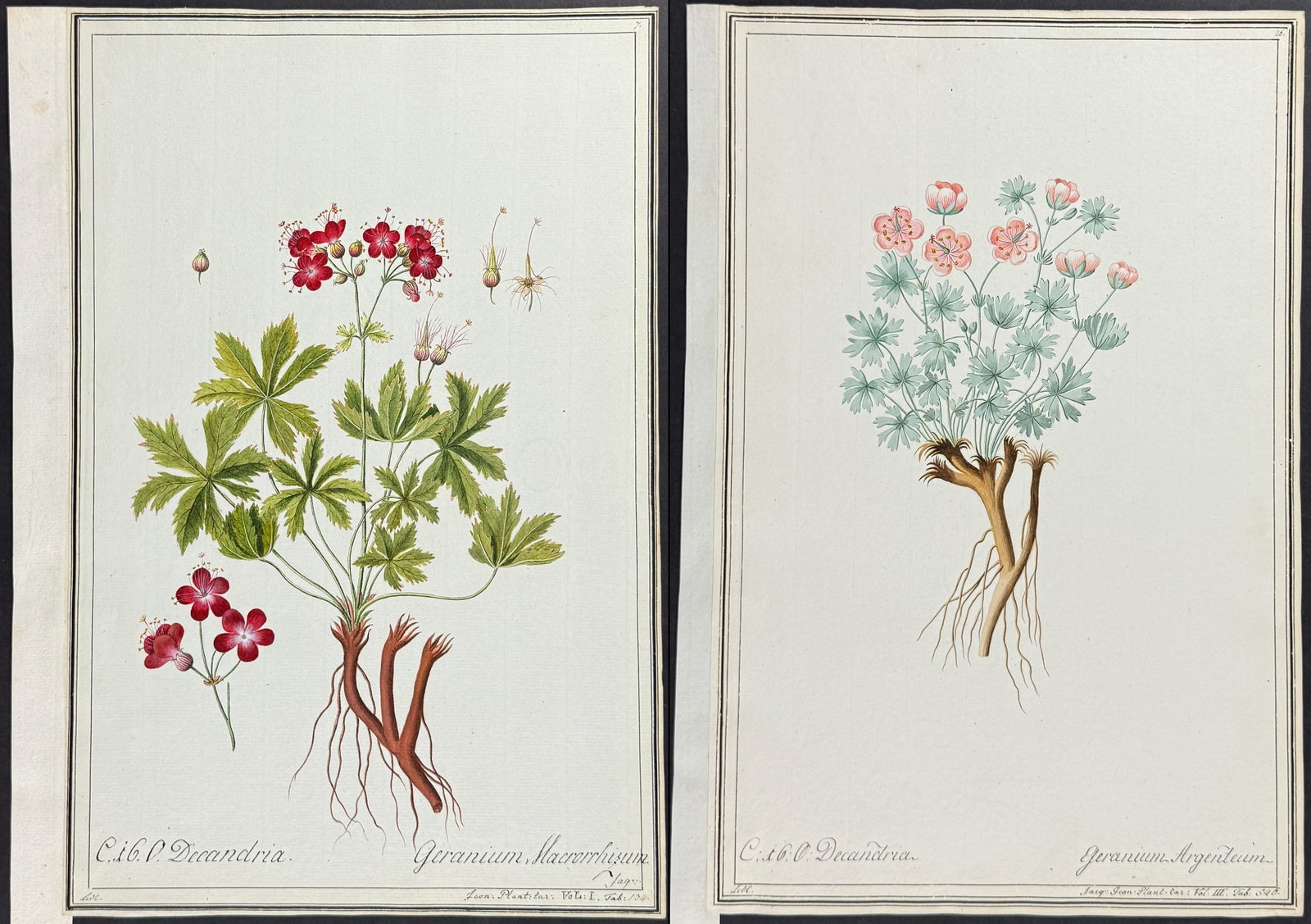Pair of Original Botanical Watercolors of Geranium (according to Linnaeus system) (1 of 3)