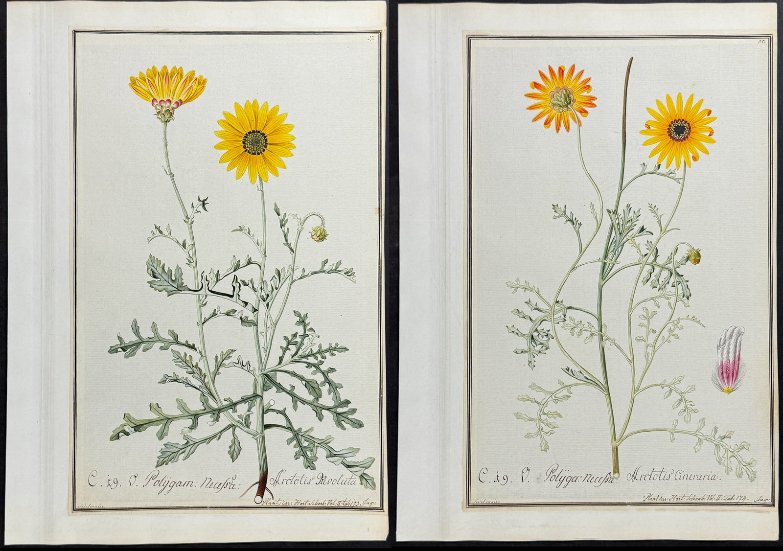 Pair of Original Botanical Watercolors of African Daisy (according to Linnaeus system): Included in this lot: African Daisy - Arctotis cineraria after Sedelmaur for Jacquin African Daisy - Arctotis revoluata after Sedelmaur for Jacquin Description of the work: This superb original