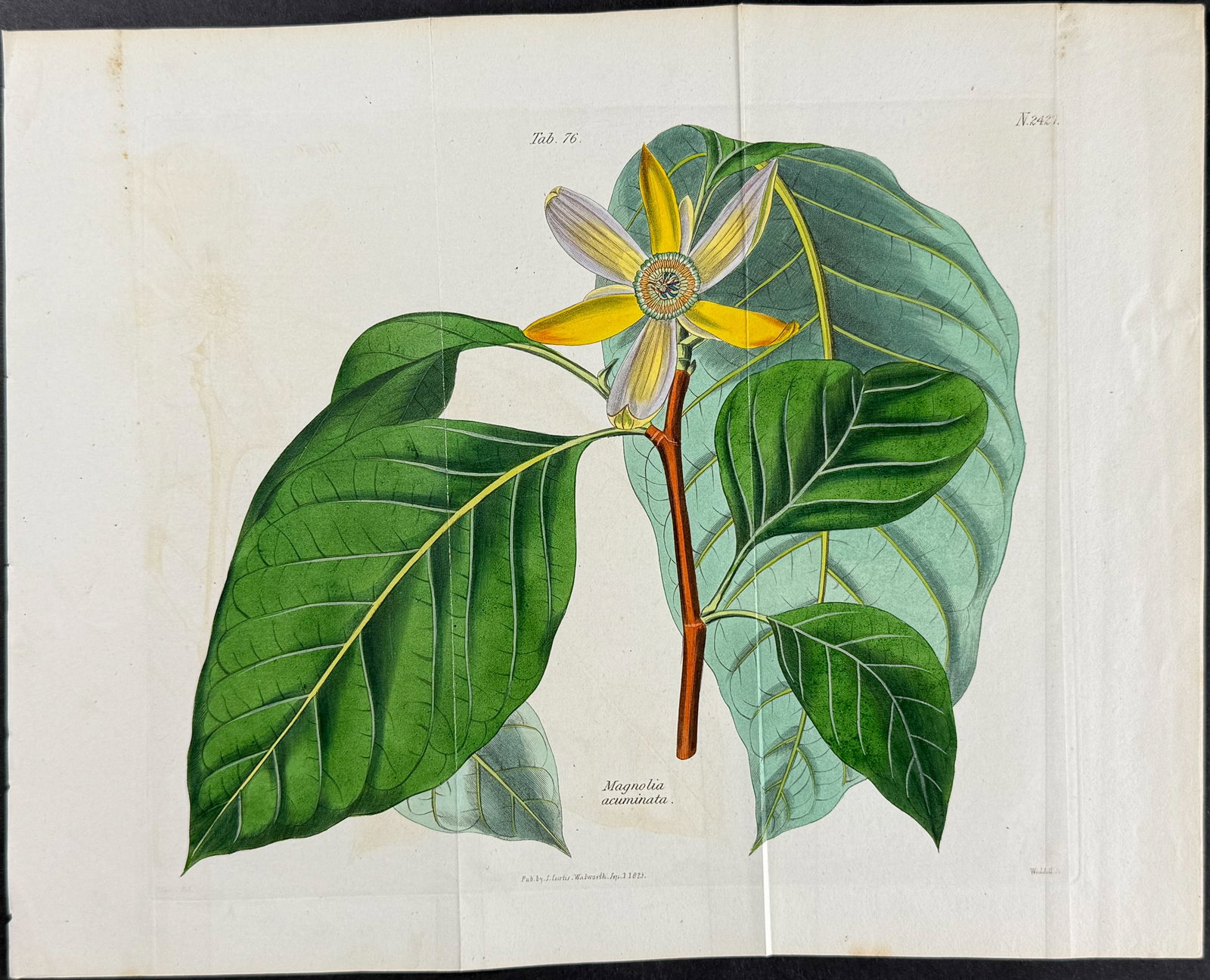 Curtis - Blue Magnolia or Cucumber-Tree [Magnolia acuminata]. 2427: This lovely botanical print is from William Curtis?s The Botanical Magazine, or Flower-Garden Displayed. Curtis was determined to produce a scientifically accurate journal, and so took care that artis