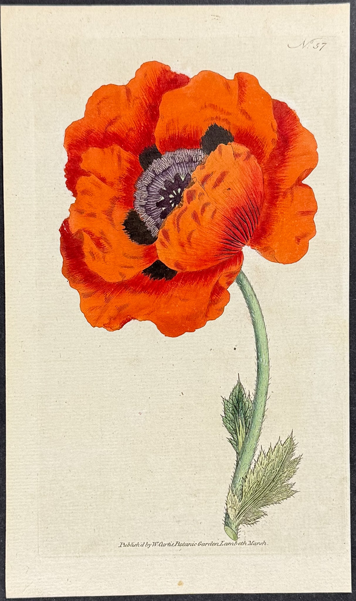 Curtis - Eastern Poppy [Papaver orientale]. 57: This lovely botanical print is from William Curtis?s The Botanical Magazine, or Flower-Garden Displayed. Curtis was determined to produce a scientifically accurate journal, and so took care that artis