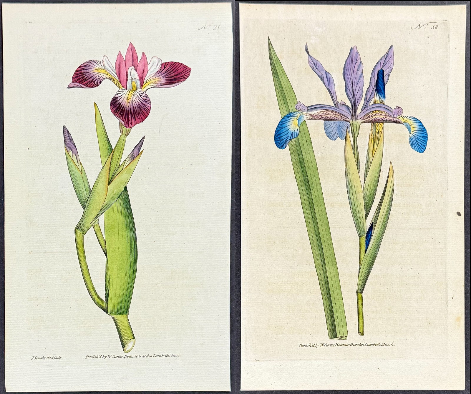 Curtis - 4 Iris Engravings: This lovely botanical print is from William Curtis?s The Botanical Magazine, or Flower-Garden Displayed. Curtis was determined to produce a scientifically accurate journal, and so took care that artis