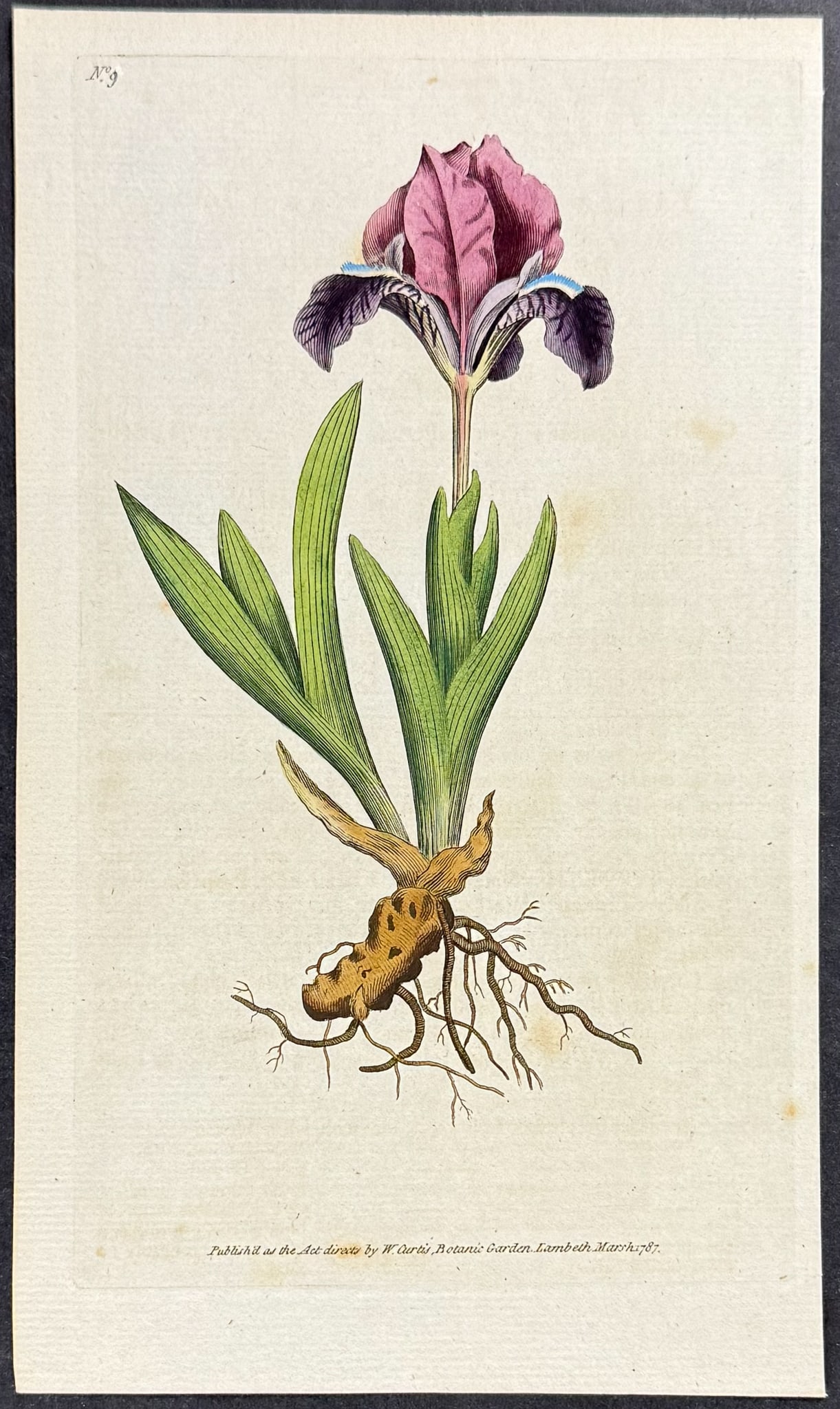 Curtis - 4 Iris Engravings - 2