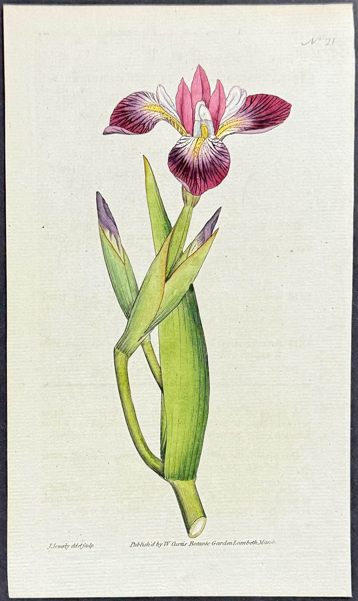 Curtis - 4 Iris Engravings - 3