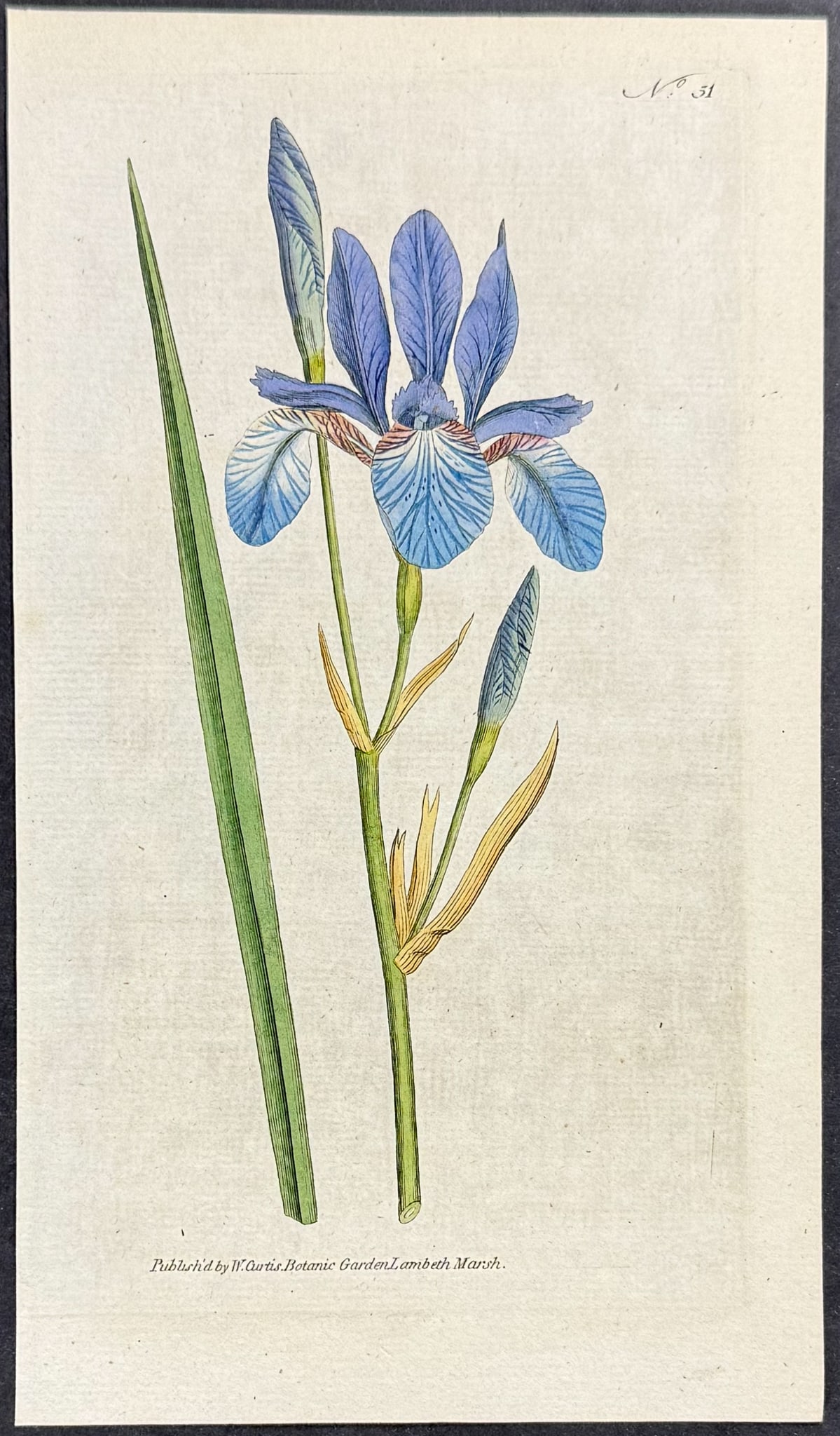 Curtis - 4 Iris Engravings - 4