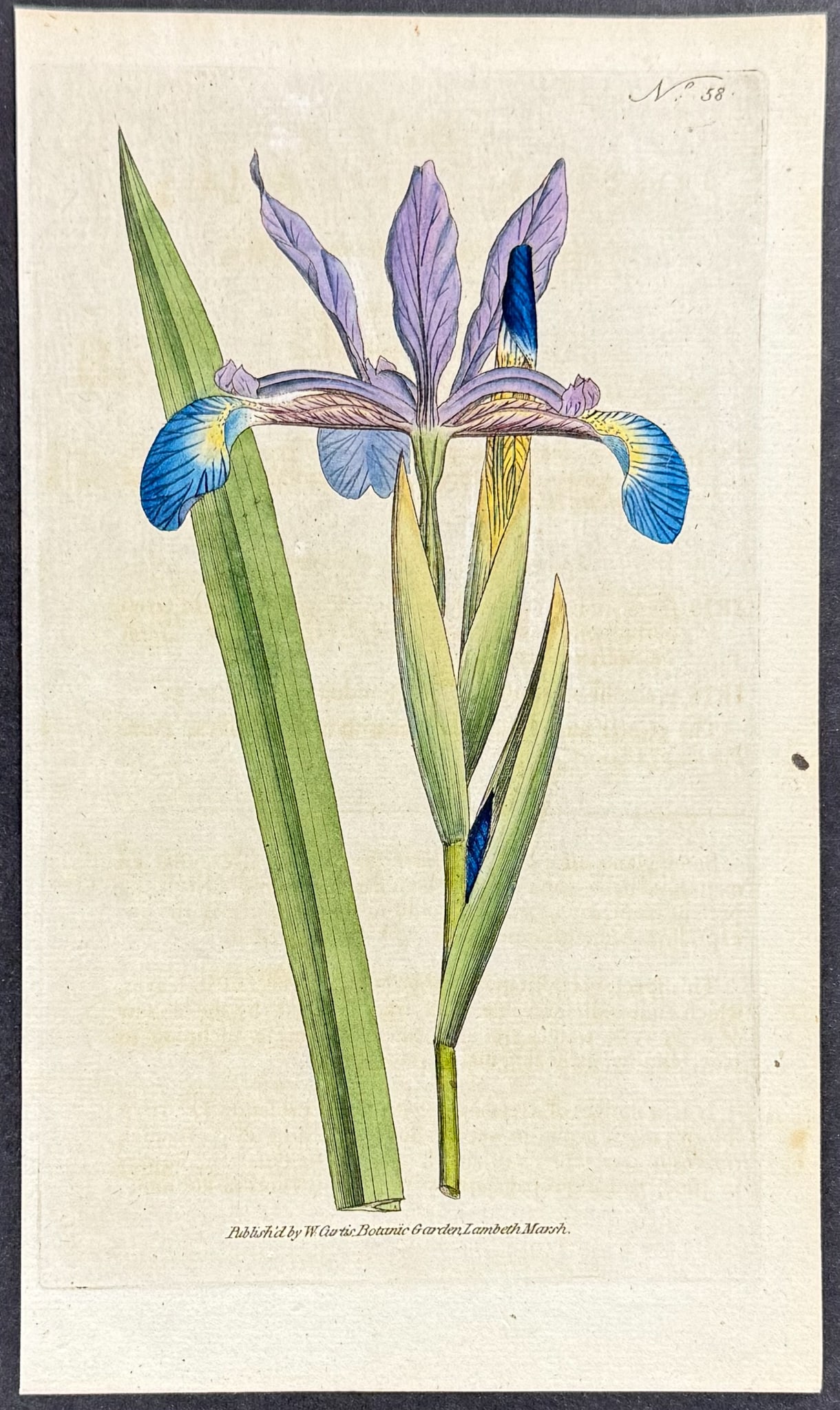 Curtis - 4 Iris Engravings - 5