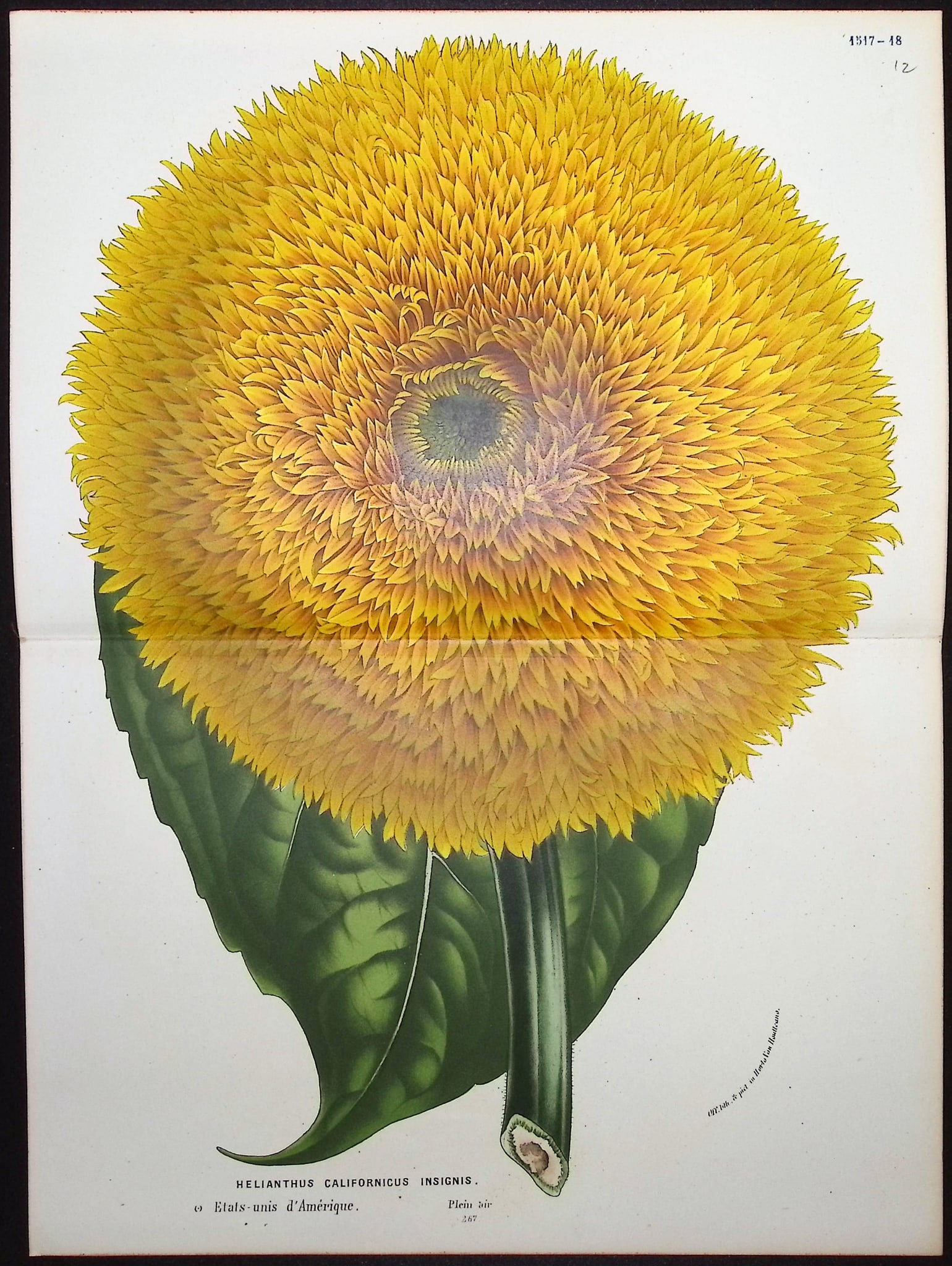 Van Houtte - California Sunflower (Helianthus Californicus Insignis): This beautiful botanical print comes from Louis Van Houtte's monumental work entitled Flore des Serres et des Jardins de l'Europe (Flowers of the Greenhouses and Gardens of Europe) published between 1