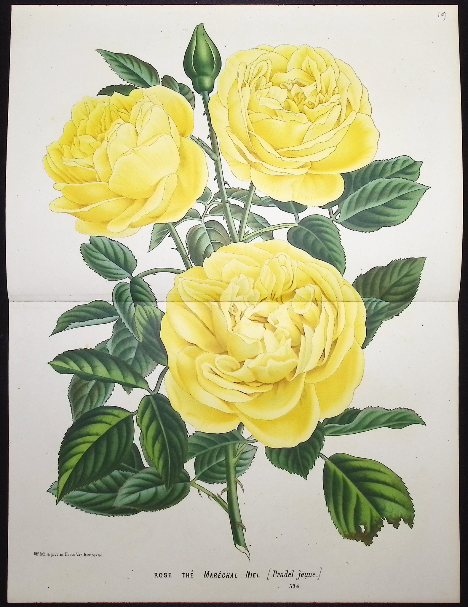 Van Houtte - Rose: This beautiful botanical print comes from Louis Van Houtte's monumental work entitled Flore des Serres et des Jardins de l'Europe (Flowers of the Greenhouses and Gardens of Europe) published between