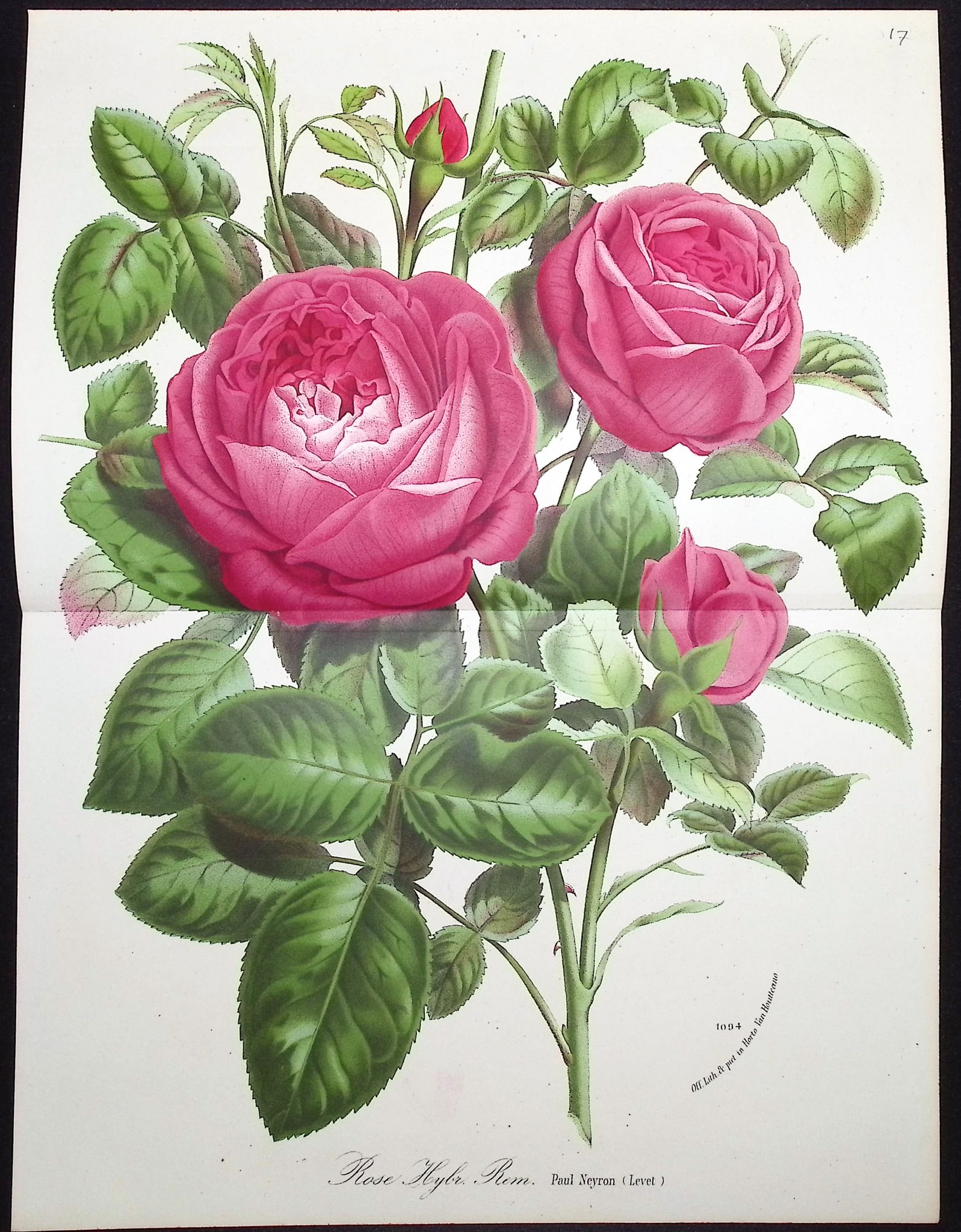 Van Houtte - Rose: This beautiful botanical print comes from Louis Van Houtte's monumental work entitled Flore des Serres et des Jardins de l'Europe (Flowers of the Greenhouses and Gardens of Europe) published between