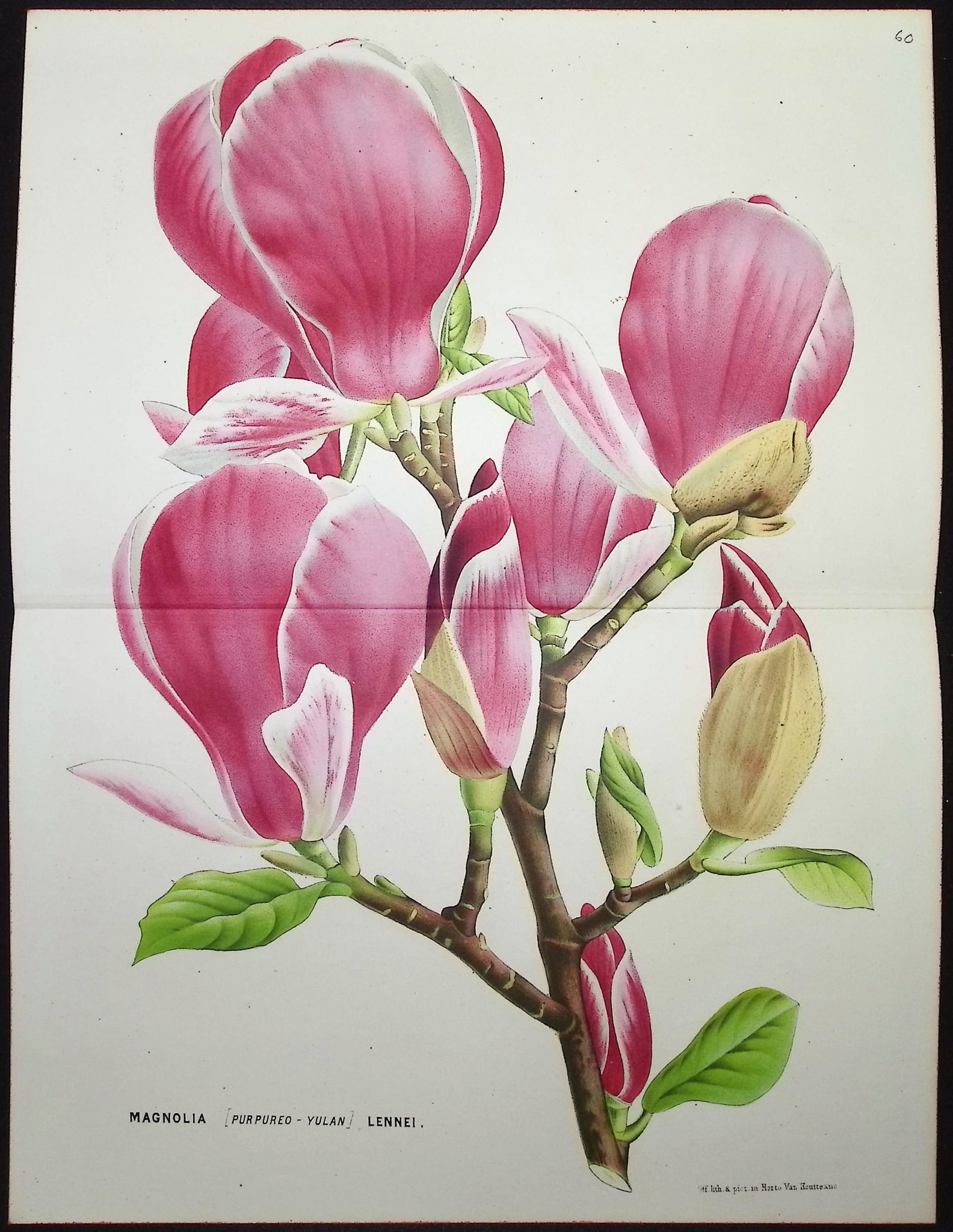 Van Houtte - Magnolia: This beautiful botanical print comes from Louis Van Houtte's monumental work entitled Flore des Serres et des Jardins de l'Europe (Flowers of the Greenhouses and Gardens of Europe) published between