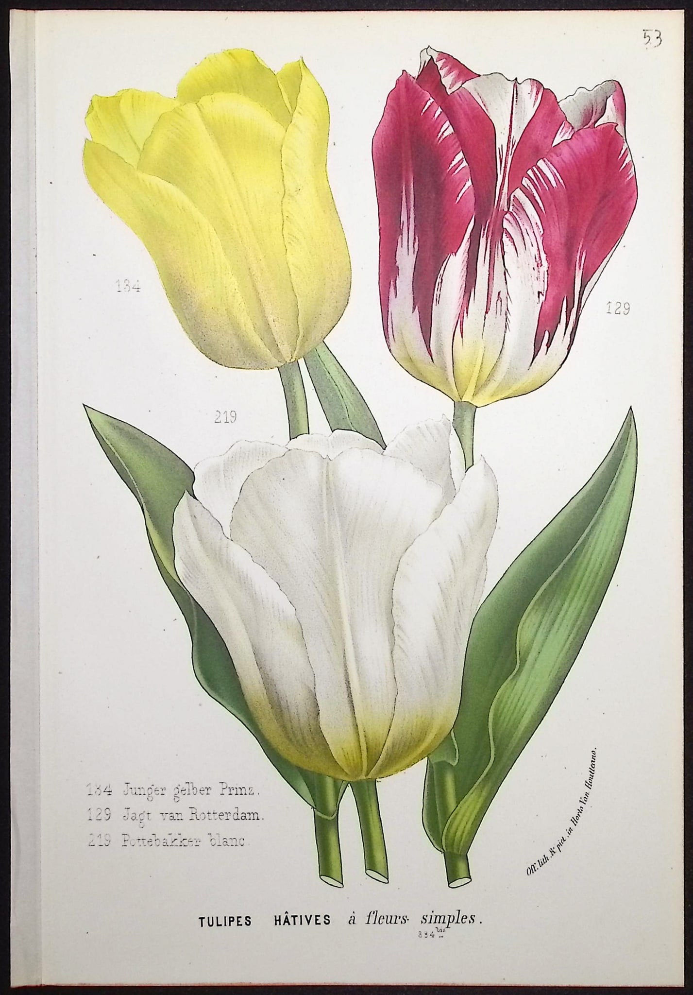 Van Houtte - Tulip: This beautiful botanical print comes from Louis Van Houtte's monumental work entitled Flore des Serres et des Jardins de l'Europe (Flowers of the Greenhouses and Gardens of Europe) published between