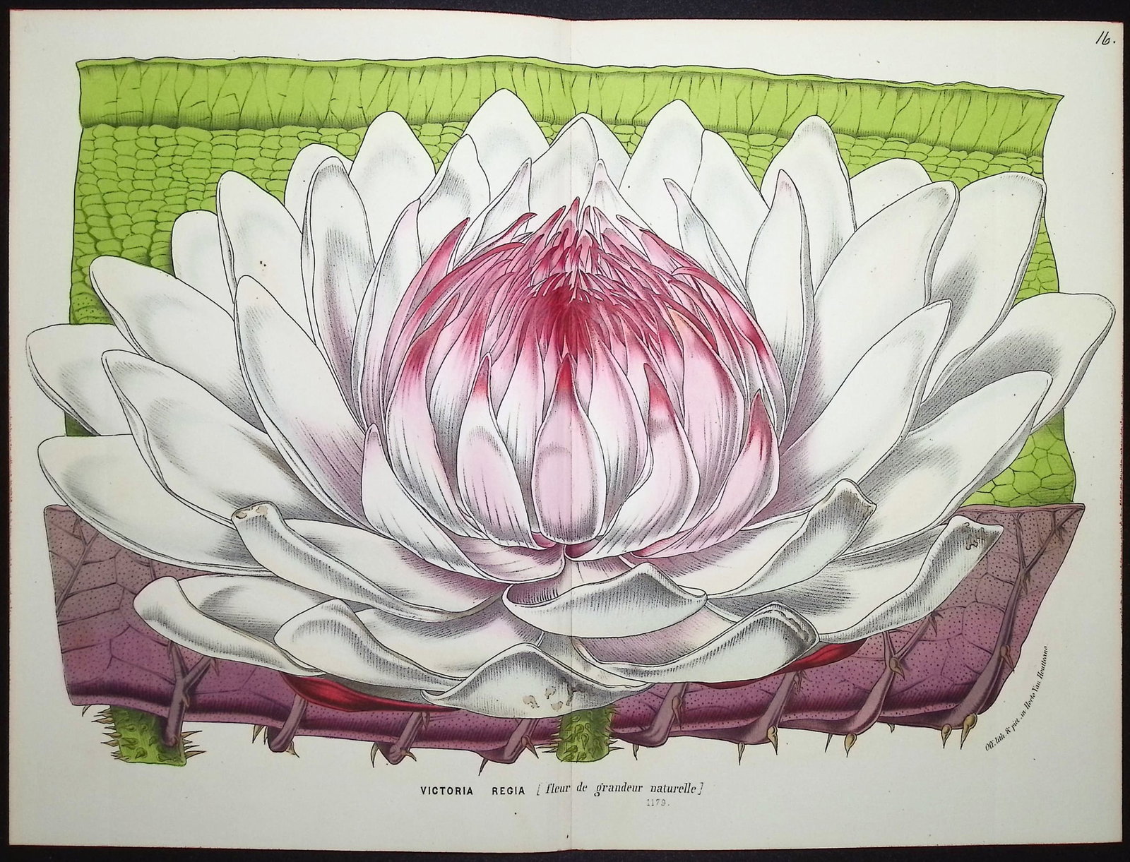 Van Houtte - Victoria Regia Water Lily: This beautiful botanical print comes from Louis Van Houtte's monumental work entitled Flore des Serres et des Jardins de l'Europe (Flowers of the Greenhouses and Gardens of Europe) published between