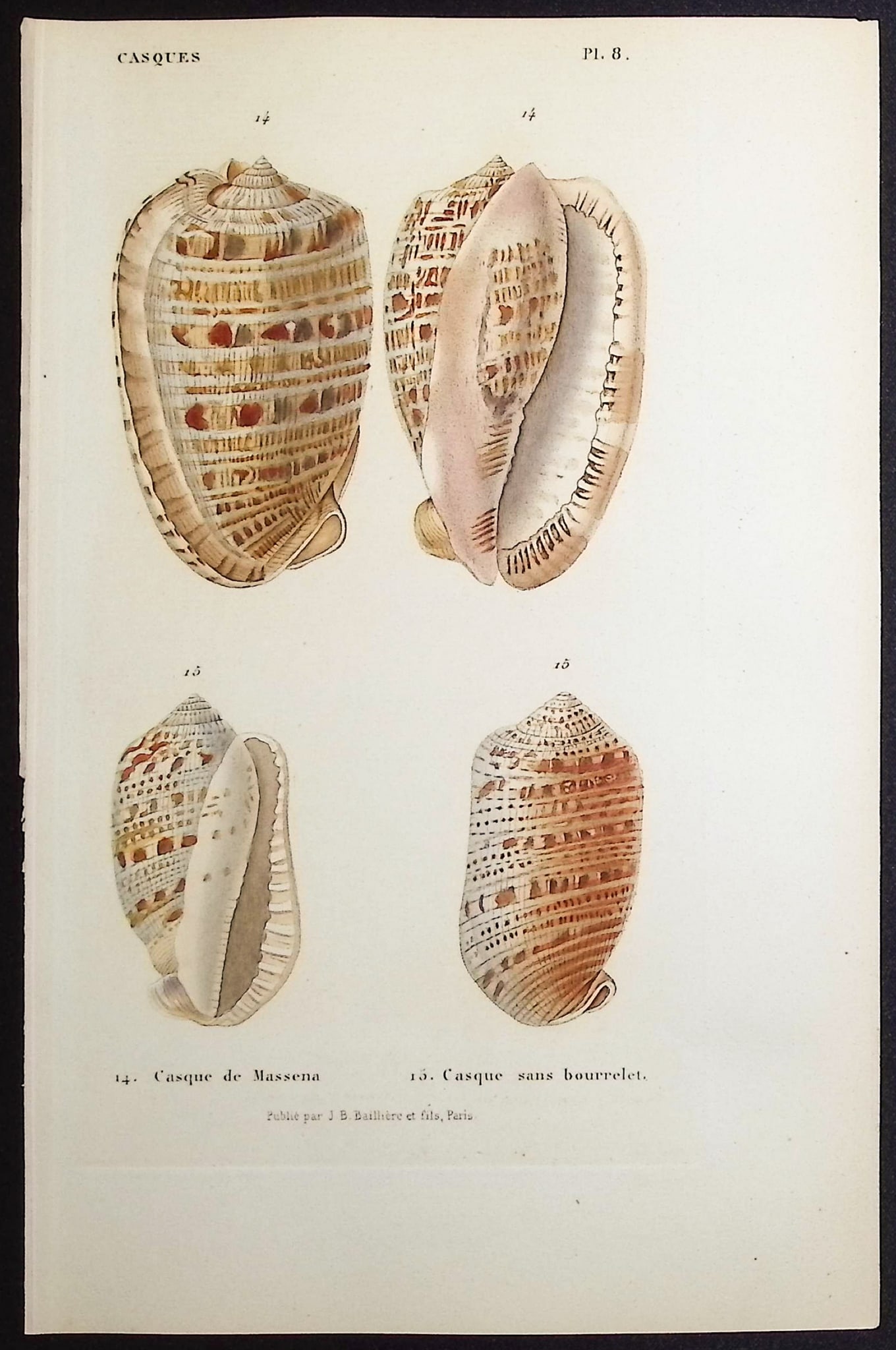 Kiener - 10 Shell Engravings - 10