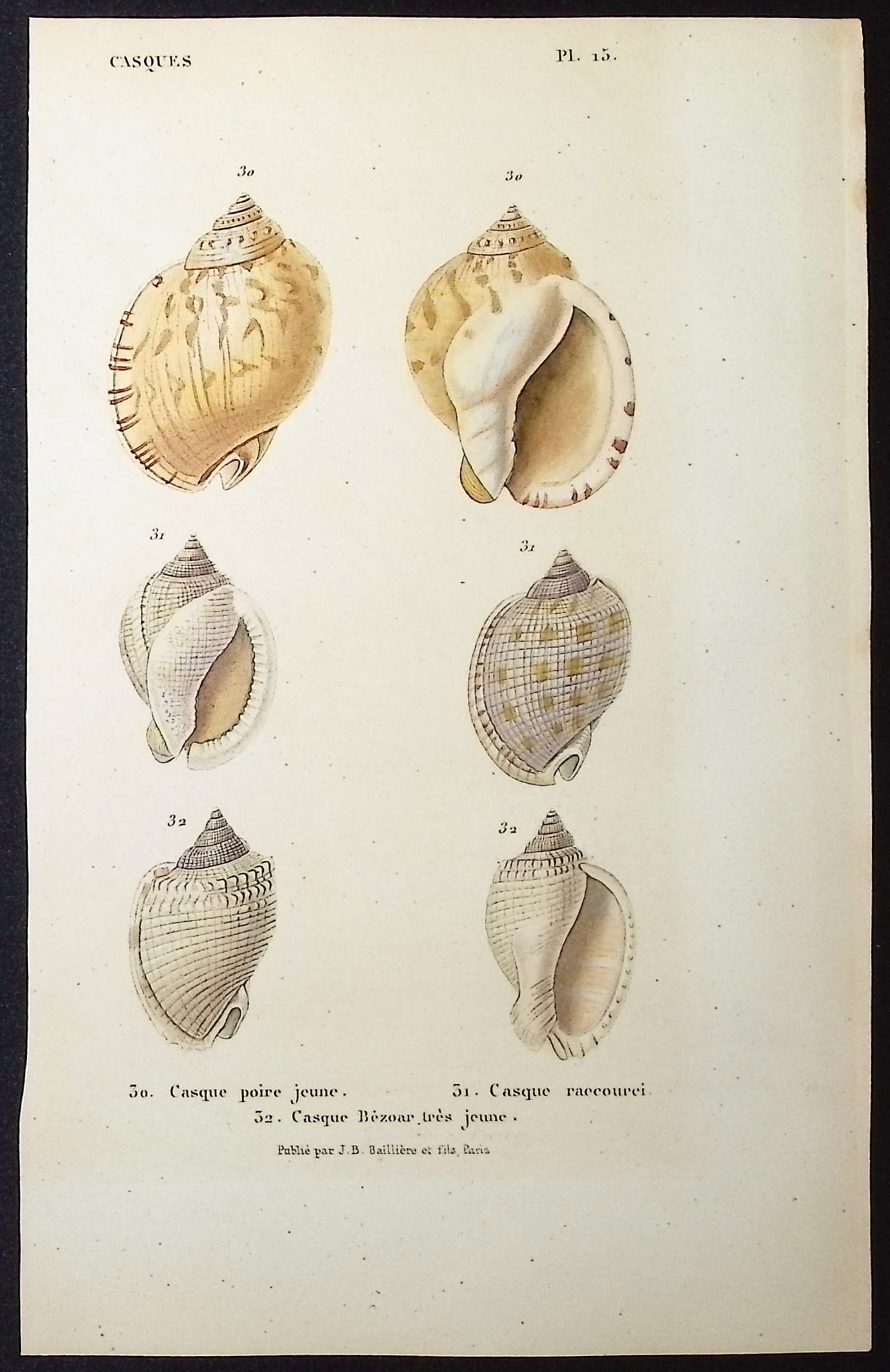 Kiener - 10 Shell Engravings - 11