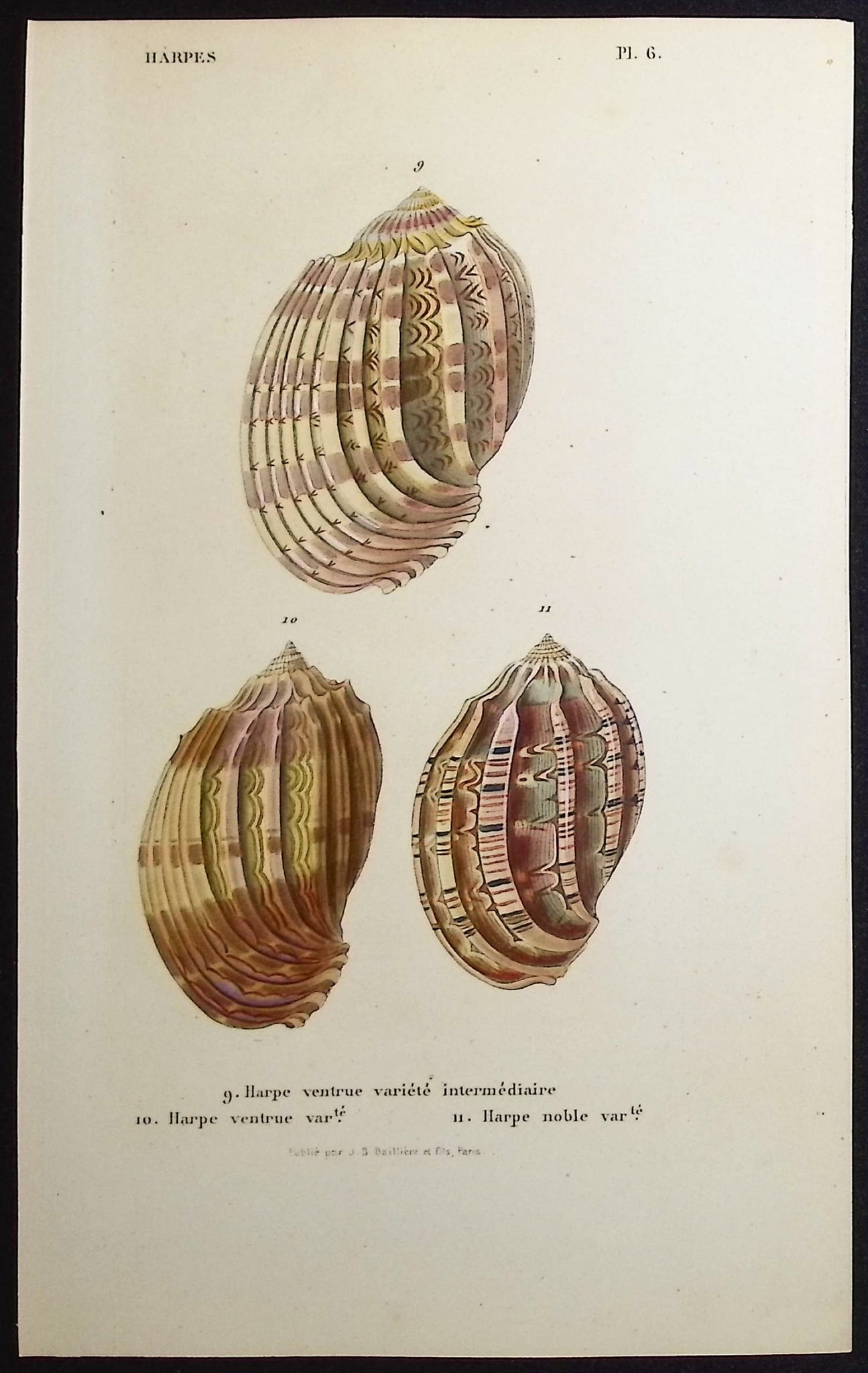 Kiener - 10 Shell Engravings - 12