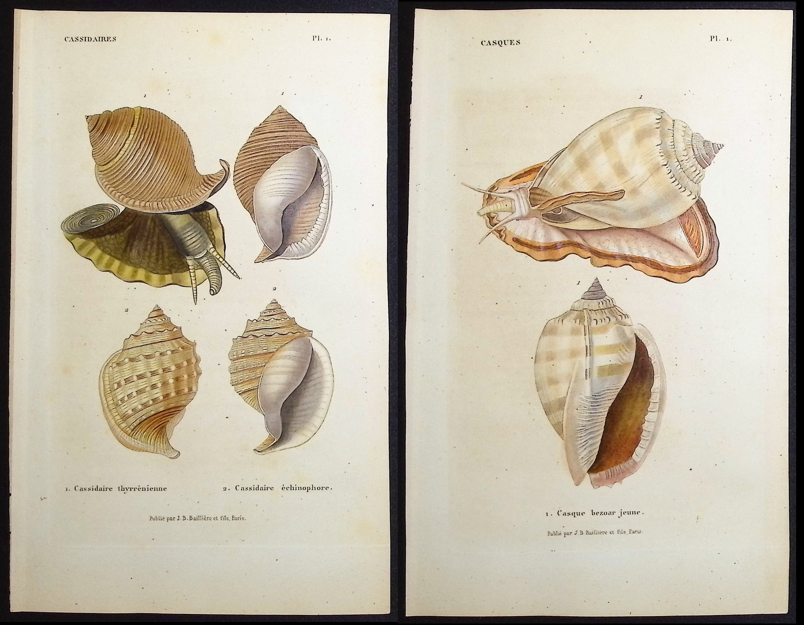 Kiener - 10 Shell Engravings: This rare, originally hand-colored shell engraving is from Louis-Charles Kiener's Species g?n?ral et iconographie des coquilles vivantes, comprenant la collection du Mus?um d'Histoire Naturelle de Par