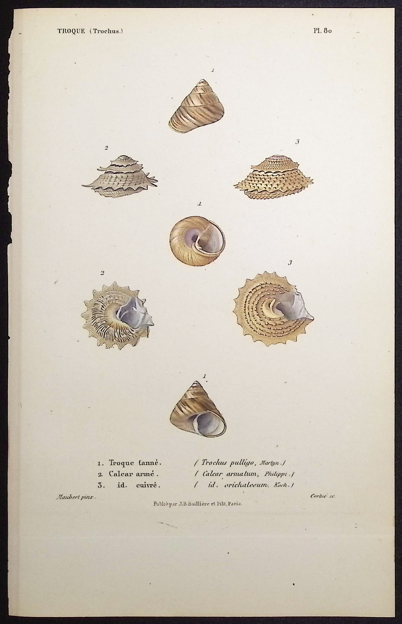 Kiener - 10 Shell Engravings - 2