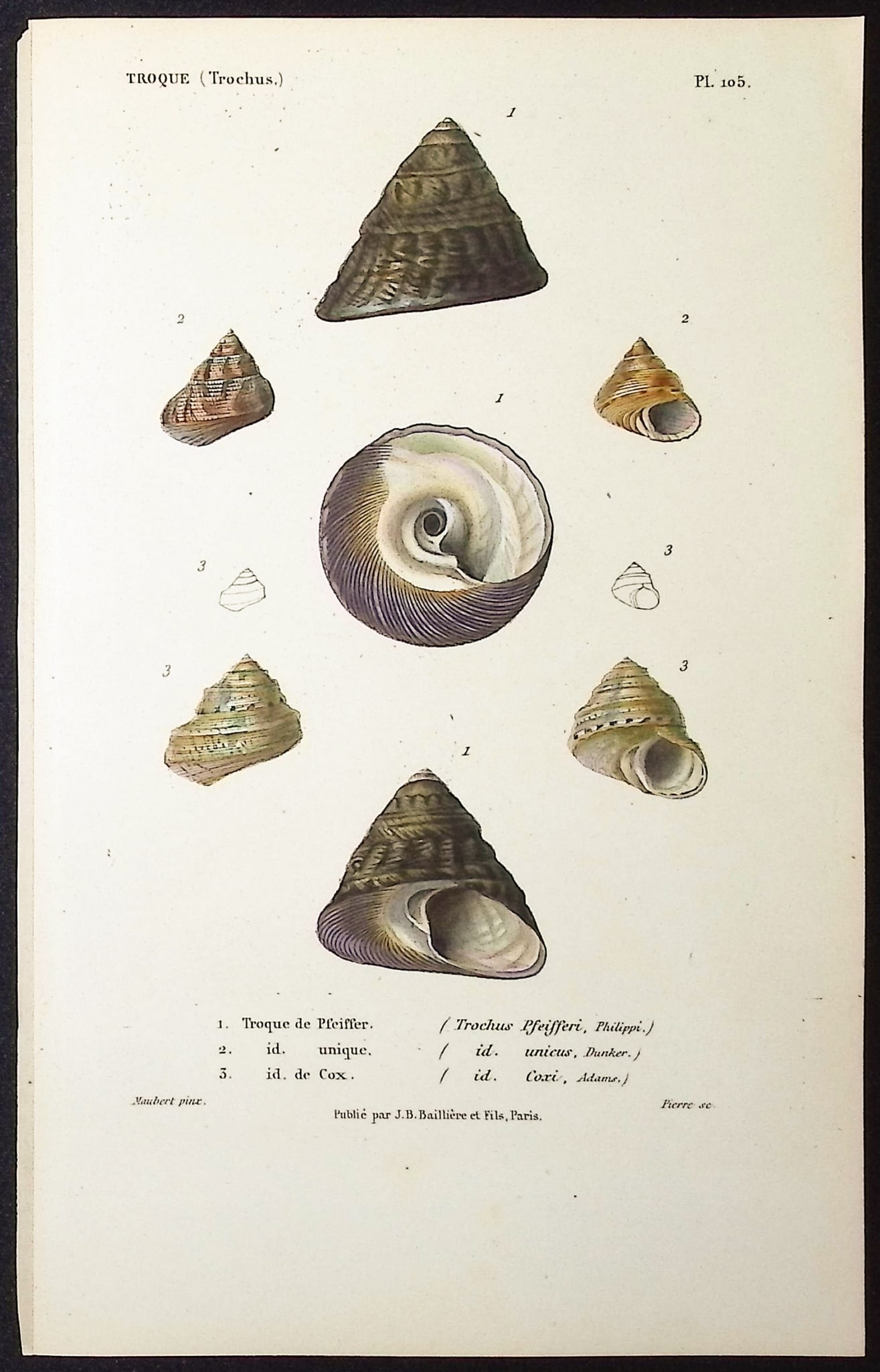 Kiener - 10 Shell Engravings - 3