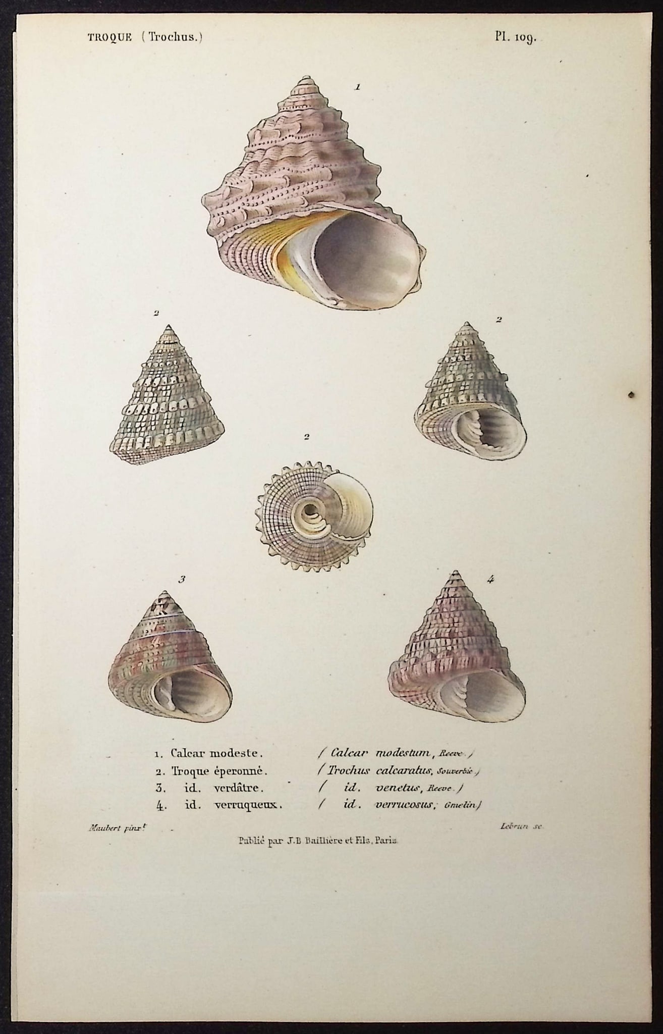 Kiener - 10 Shell Engravings - 4