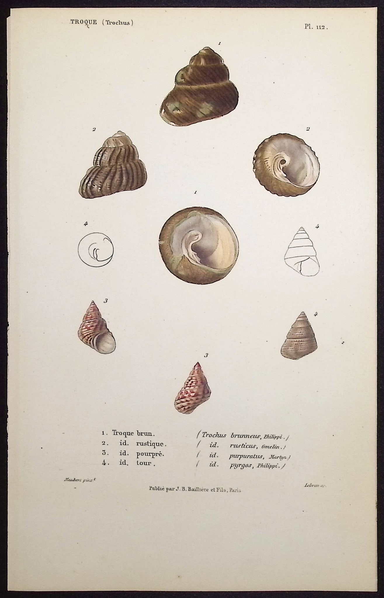 Kiener - 10 Shell Engravings - 5